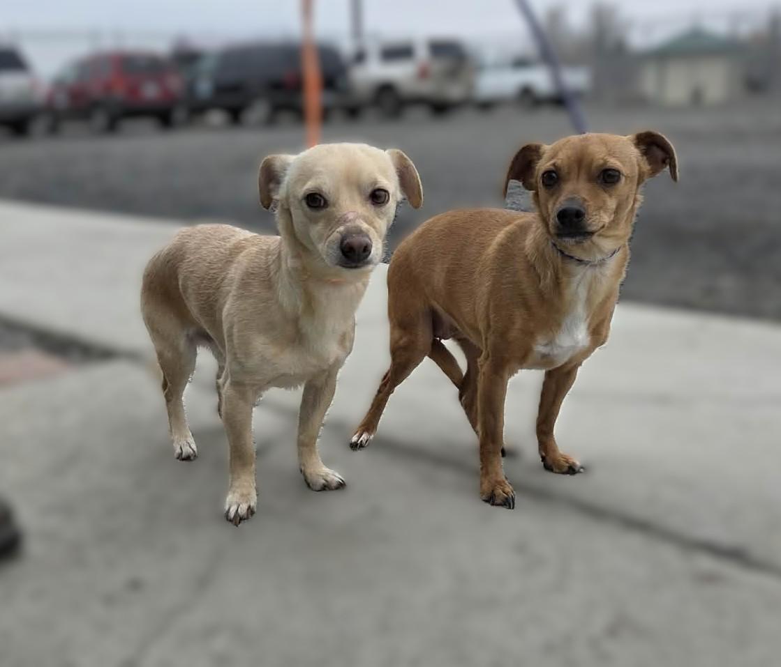 Enlarge Chika, a ADOPTABLE mixed breed in Othello, WA image 2/3