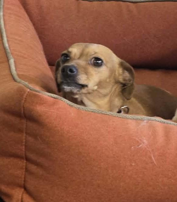 Chika, ADOPTABLE, Adult Female Chihuahua.