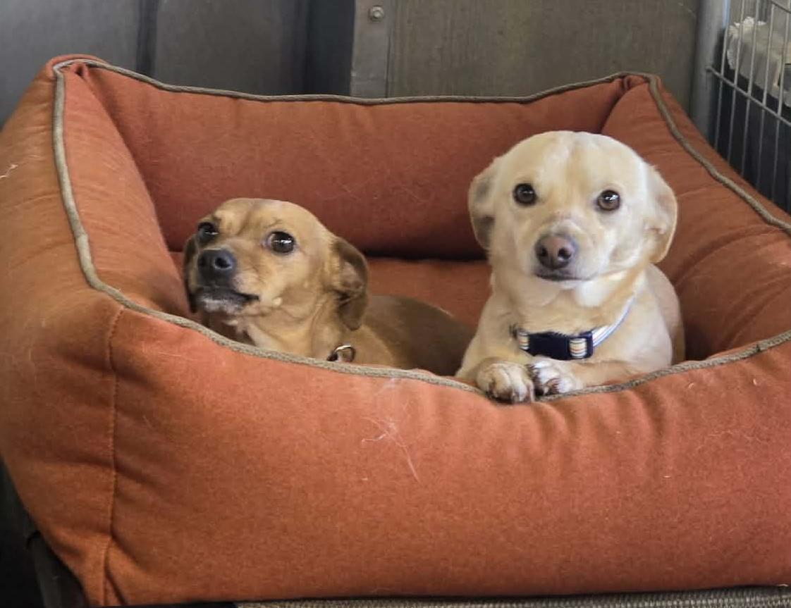 Enlarge Chika, a ADOPTABLE mixed breed in Othello, WA image 3/3