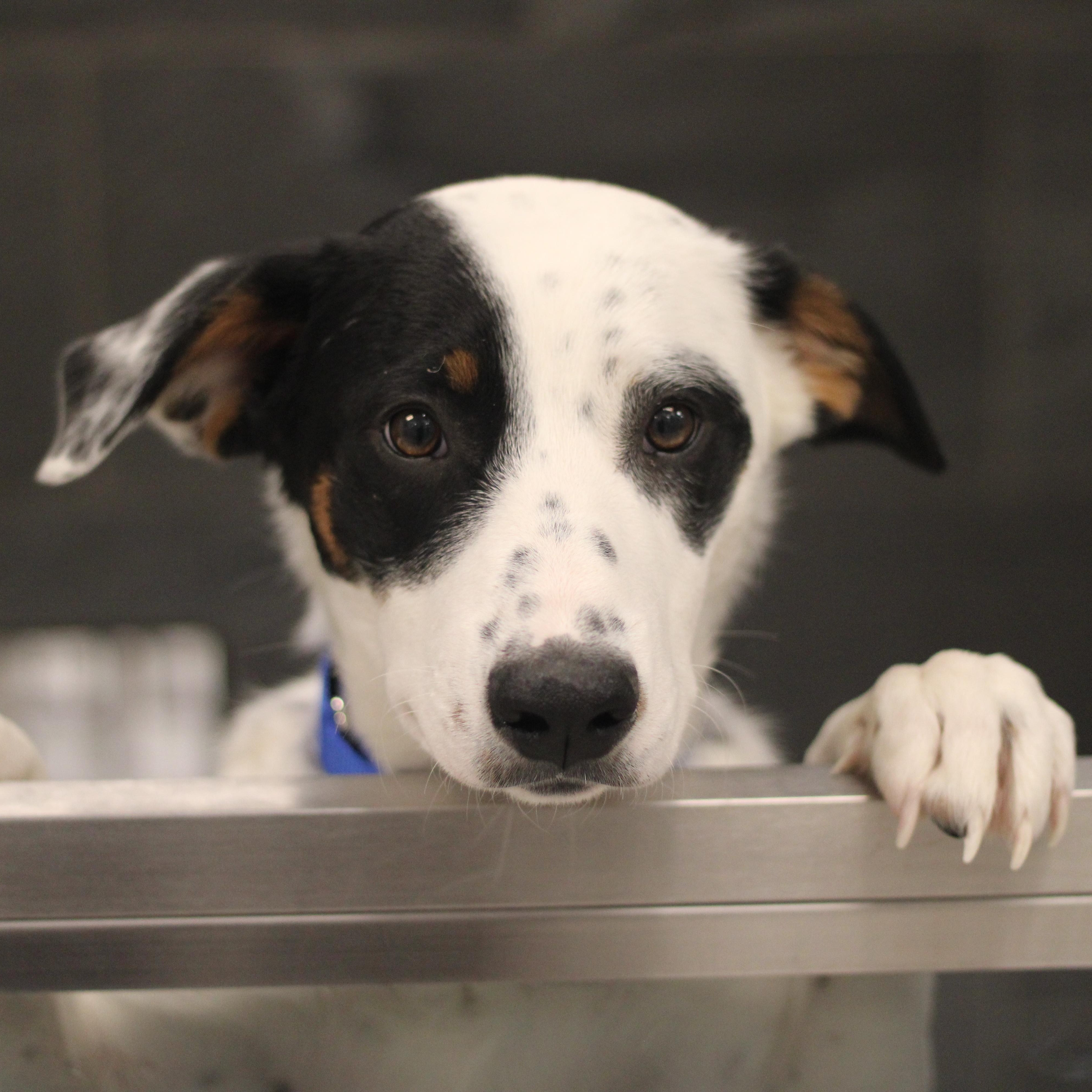 Enlarge Louie, a ADOPTABLE Mixed Breed in Cooperstown, NY image 1/2