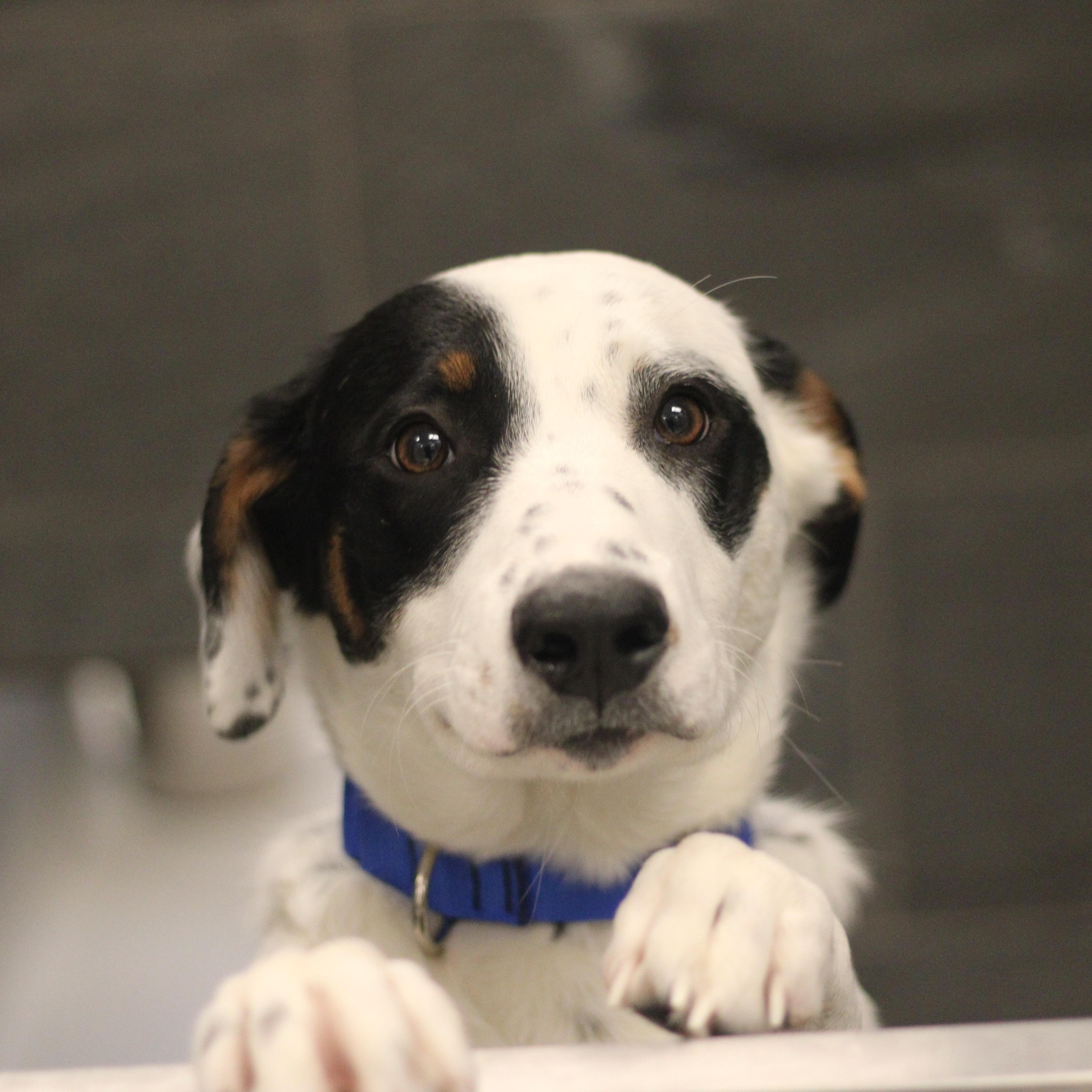 Enlarge Louie, a ADOPTABLE Mixed Breed in Cooperstown, NY image 2/2