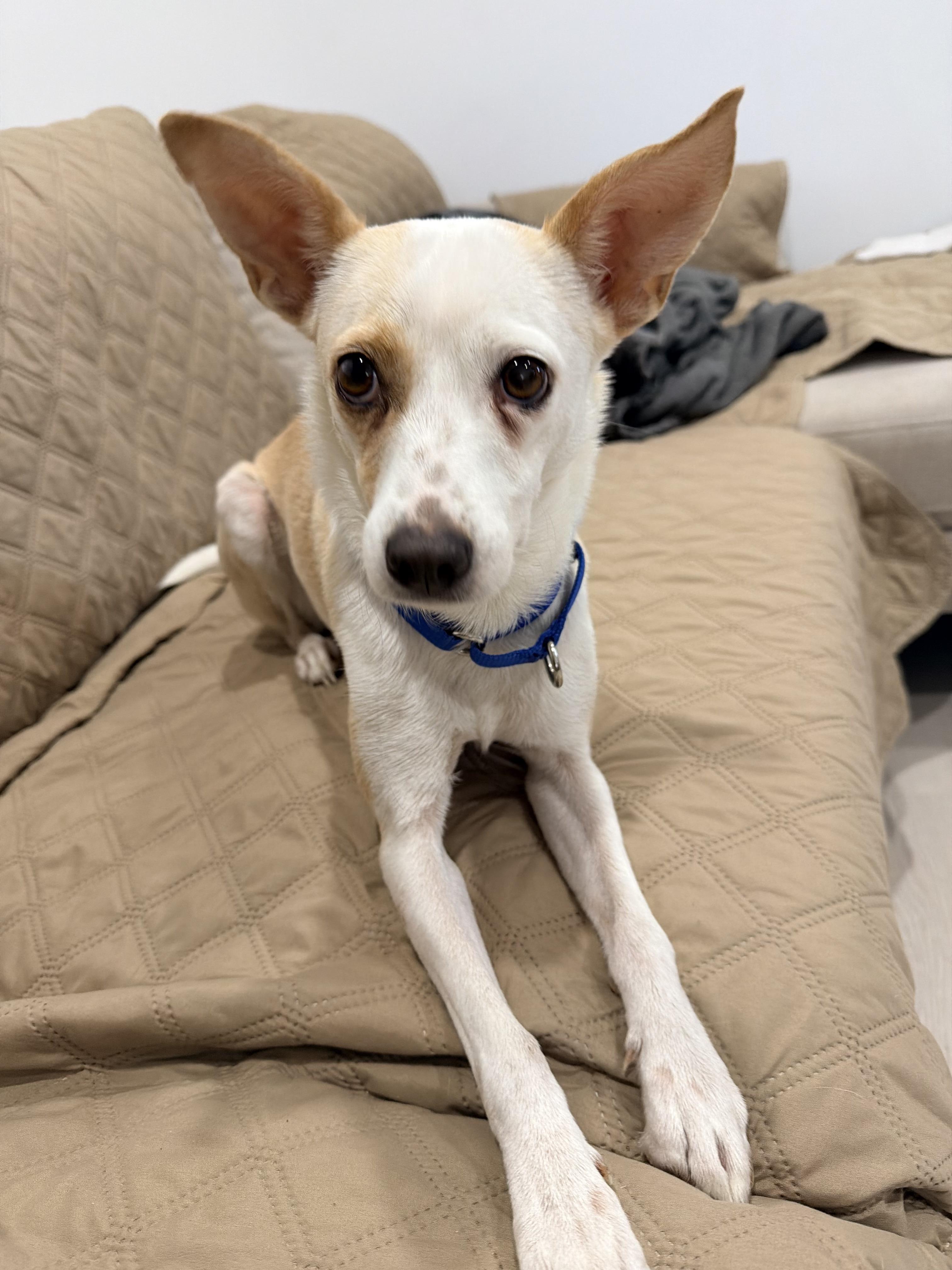 Linda, a ADOPTABLE mixed breed in Harrison, NY image 1/6