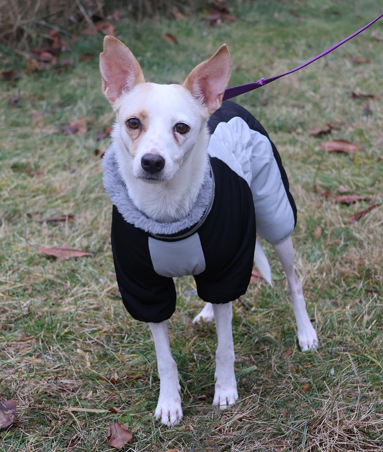 Linda, a ADOPTABLE mixed breed in Harrison, NY image 2/6