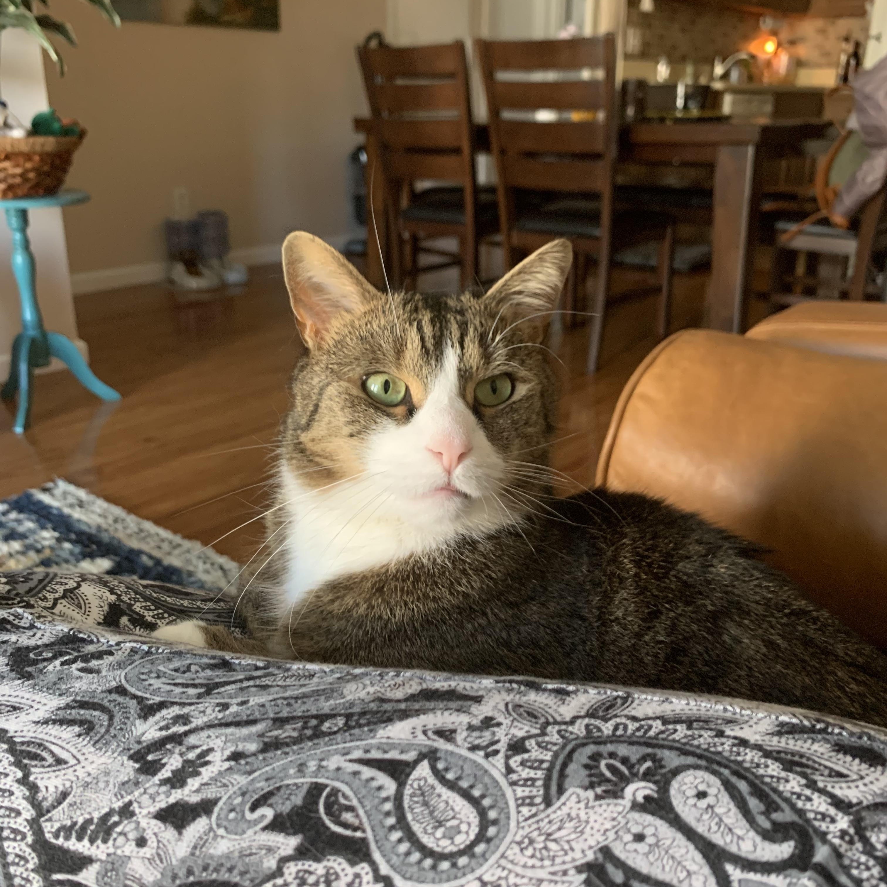 Enlarge Cleo and Lilo, a ADOPTABLE American Shorthair in Brooklyn, NY image 4/5