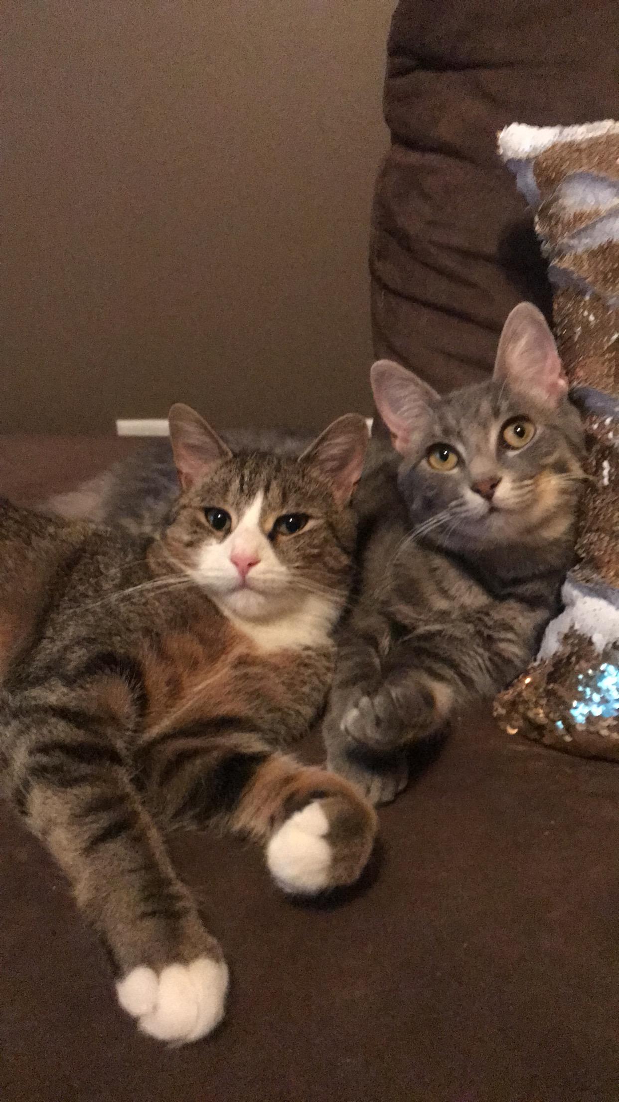 Enlarge Cleo and Lilo, a ADOPTABLE American Shorthair in Brooklyn, NY image 1/5