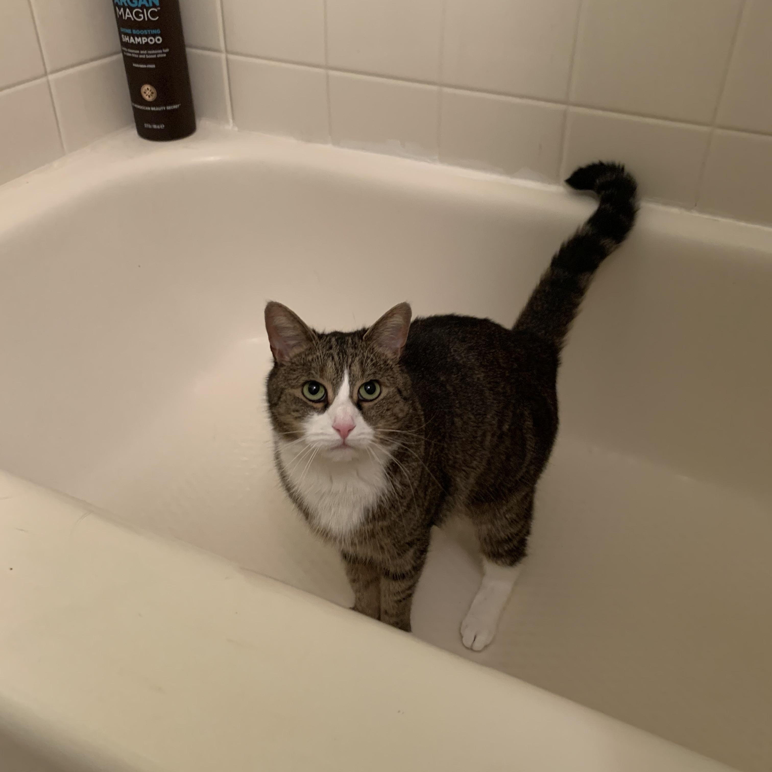 Enlarge Cleo and Lilo, a ADOPTABLE American Shorthair in Brooklyn, NY image 3/5