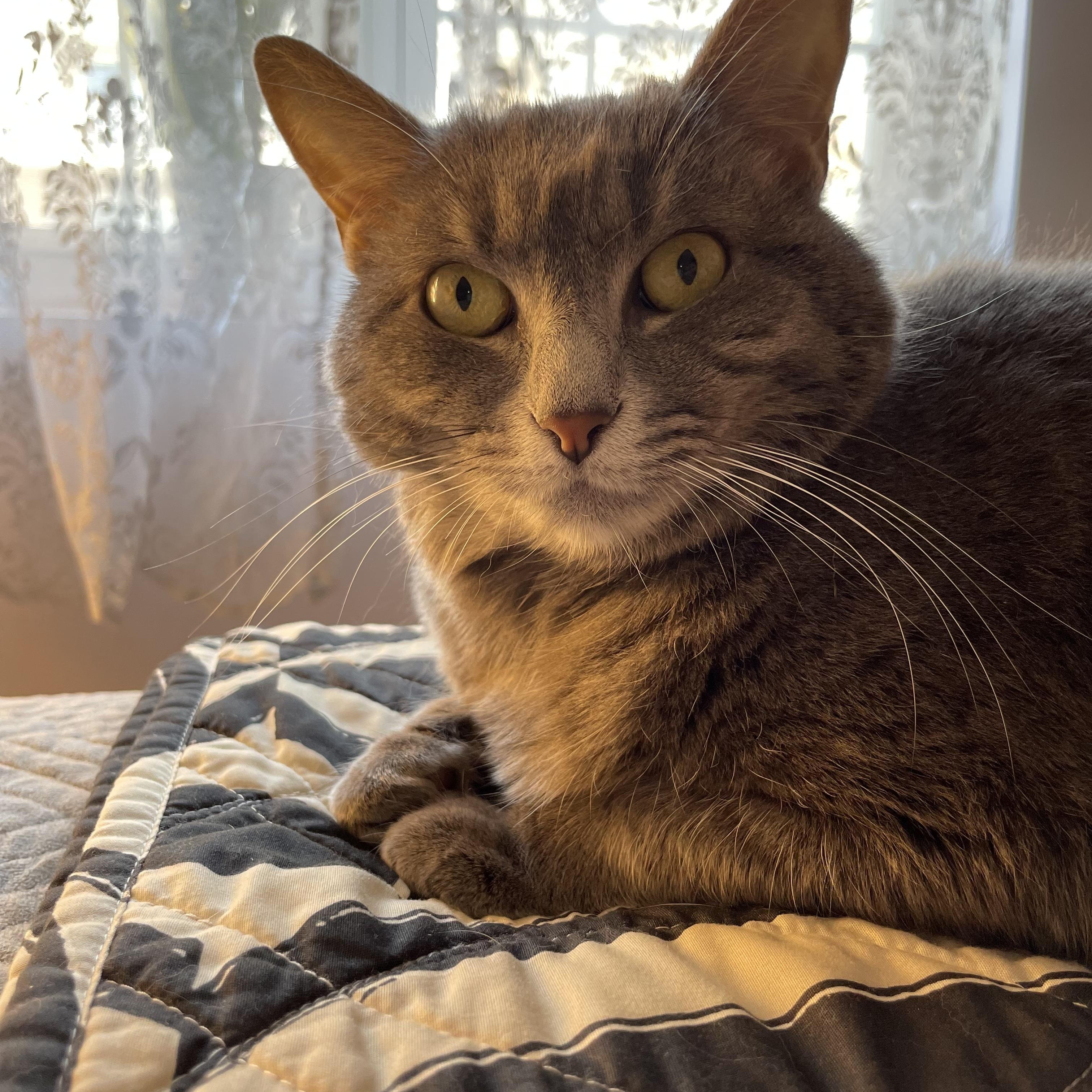 Enlarge Cleo and Lilo, a ADOPTABLE American Shorthair in Brooklyn, NY image 5/5