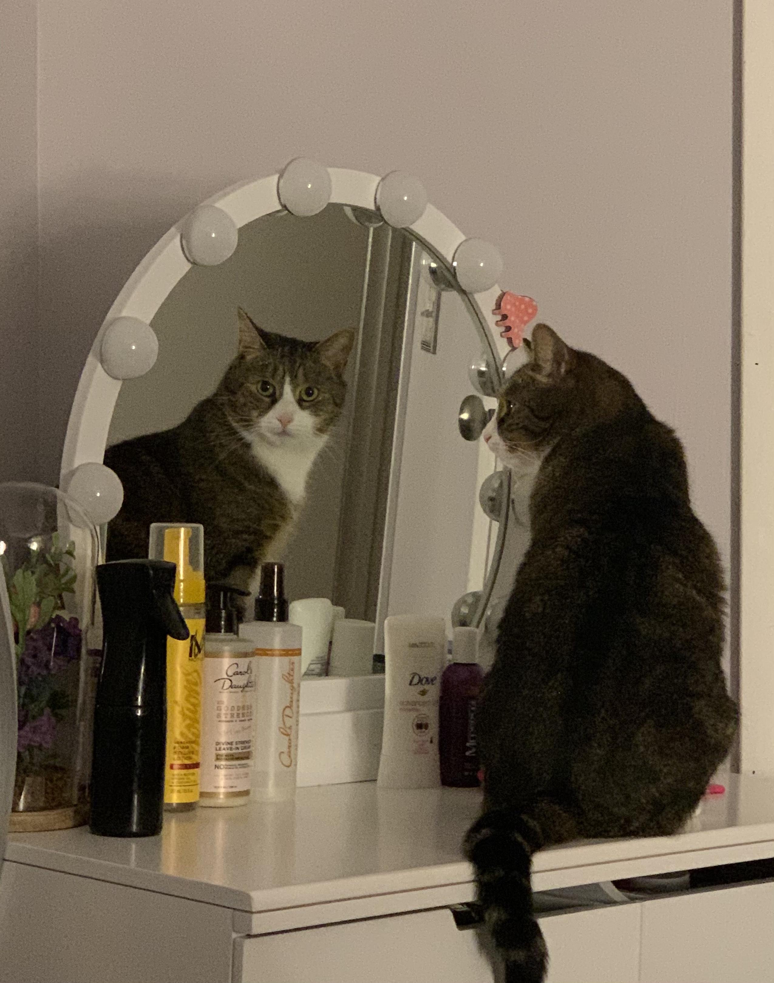 Enlarge Cleo and Lilo, a ADOPTABLE American Shorthair in Brooklyn, NY image 2/5