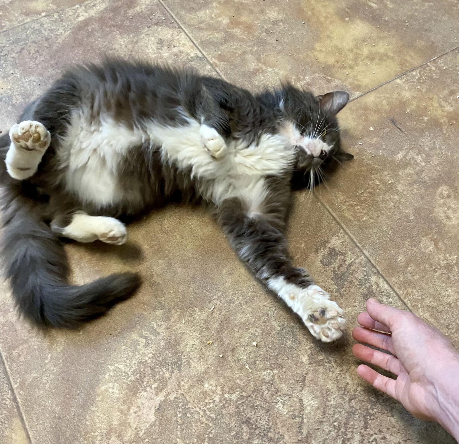 Enlarge Stegman, a Adoptable Domestic Long Hair in Fargo, ND image 2/2