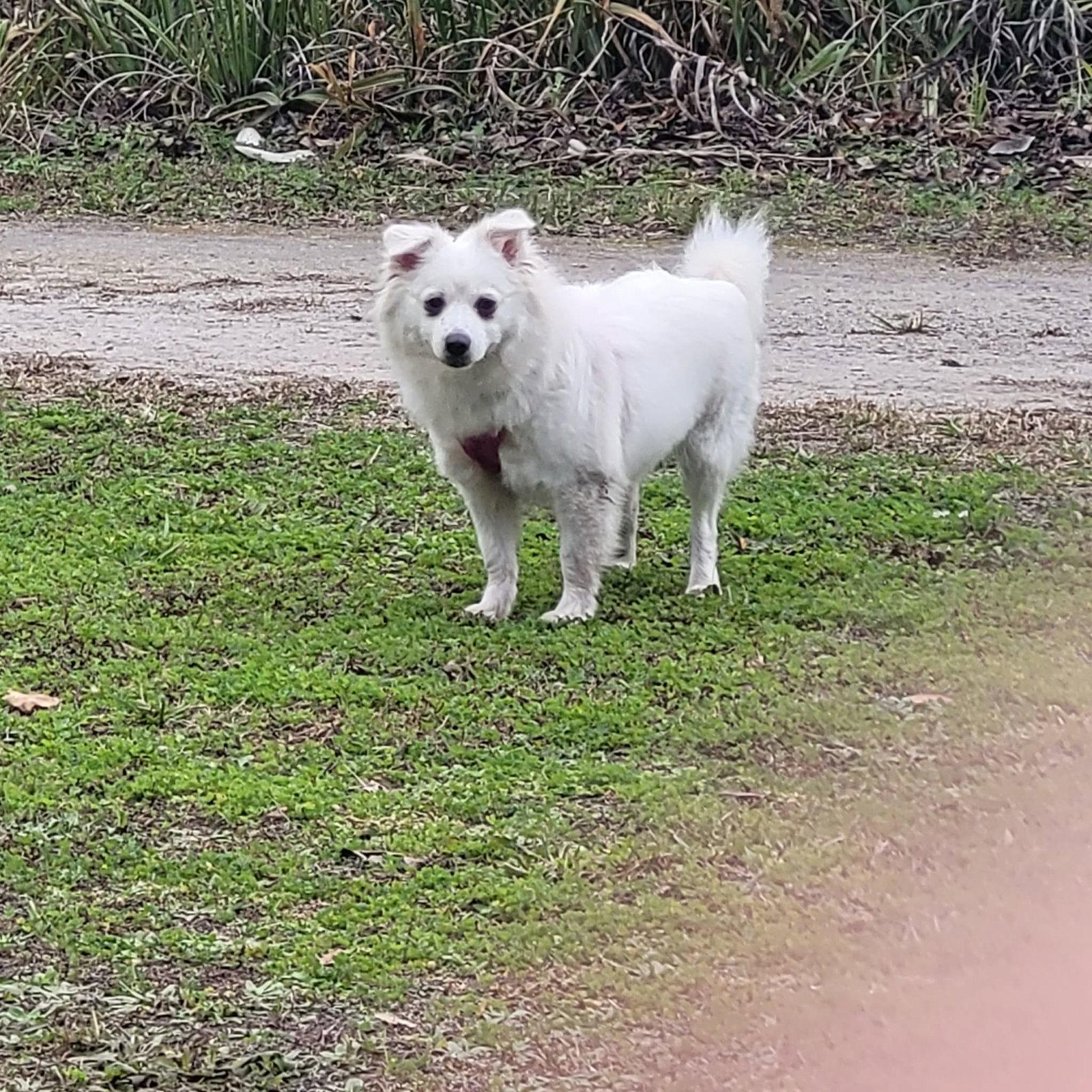 Enlarge Daisy of Central FL, a Adopted American Eskimo Dog in Randallstown, MD image 3/3