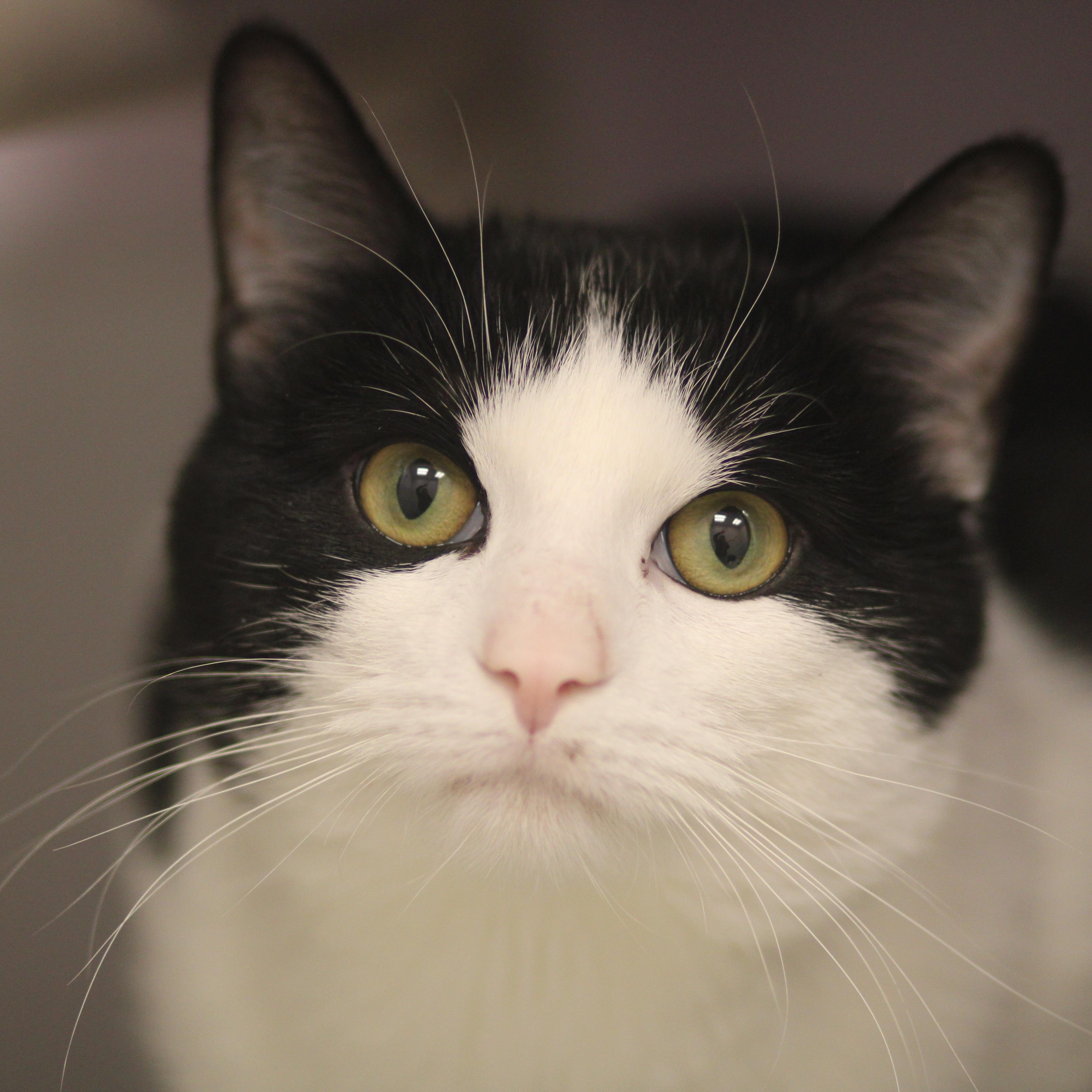 Vincent, a ADOPTABLE Domestic Short Hair in Cooperstown, NY image 1/2