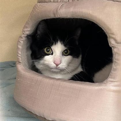Vincent, a ADOPTABLE Domestic Short Hair in Cooperstown, NY image 2/2