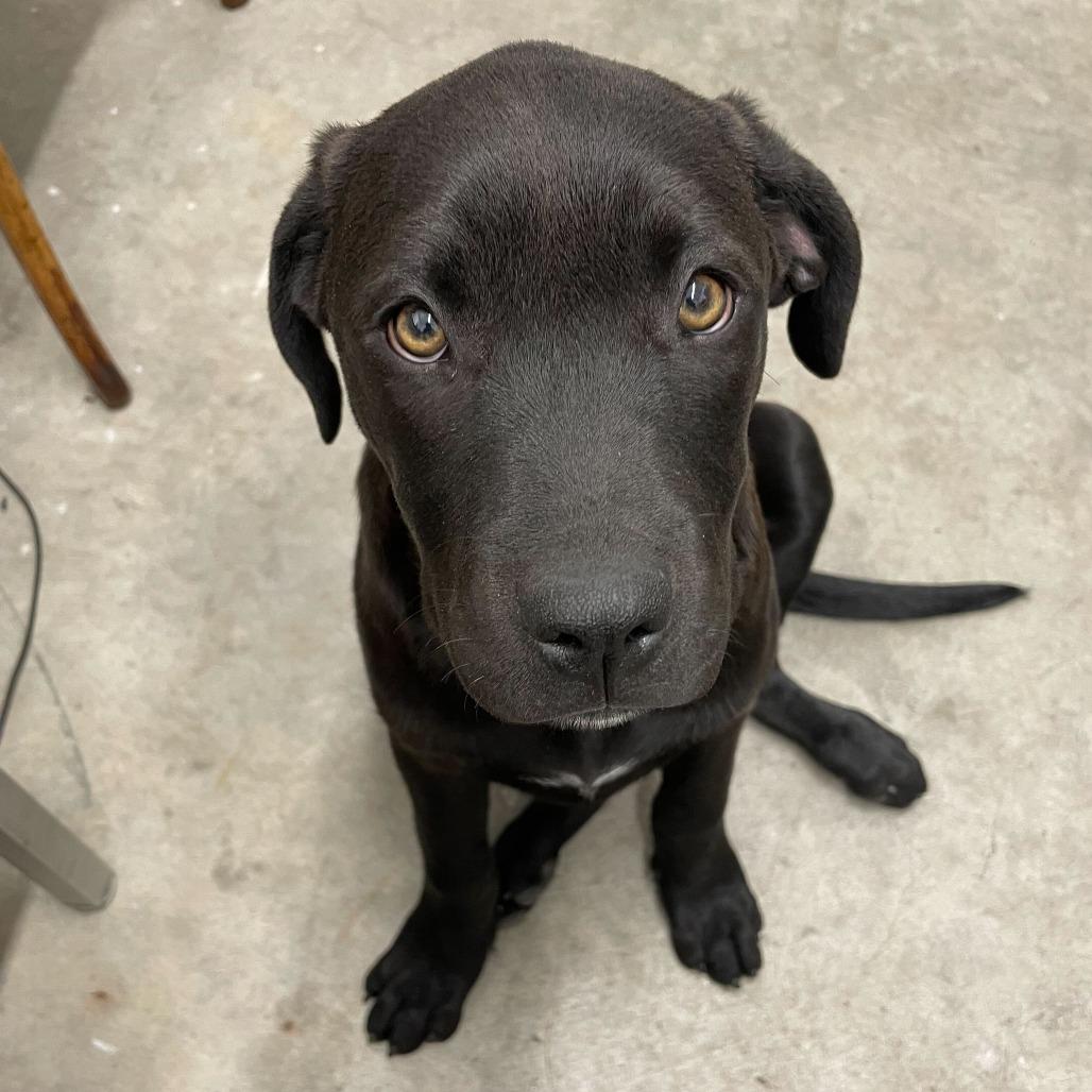 Elle, Adoptable, Puppy Female American Staffordshire Terrier & Mixed Breed.