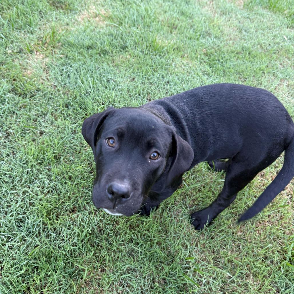 Enlarge Elle, a Adoptable mixed breed in Turlock, CA image 2/5