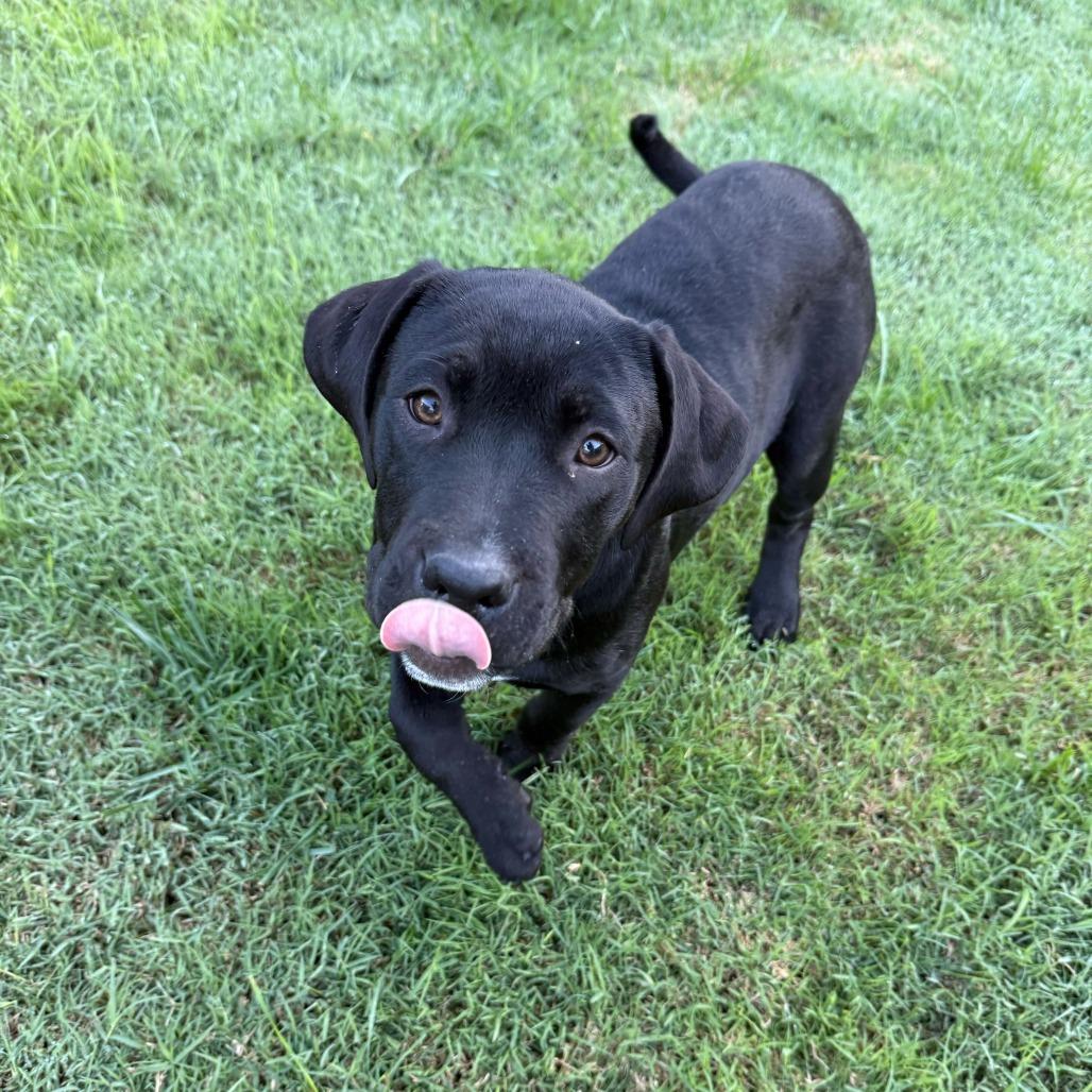 Enlarge Elle, a Adoptable mixed breed in Turlock, CA image 3/5
