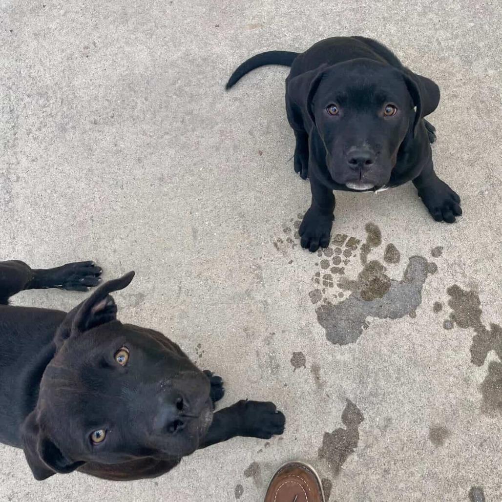 Enlarge Elle, a Adoptable mixed breed in Turlock, CA image 5/5