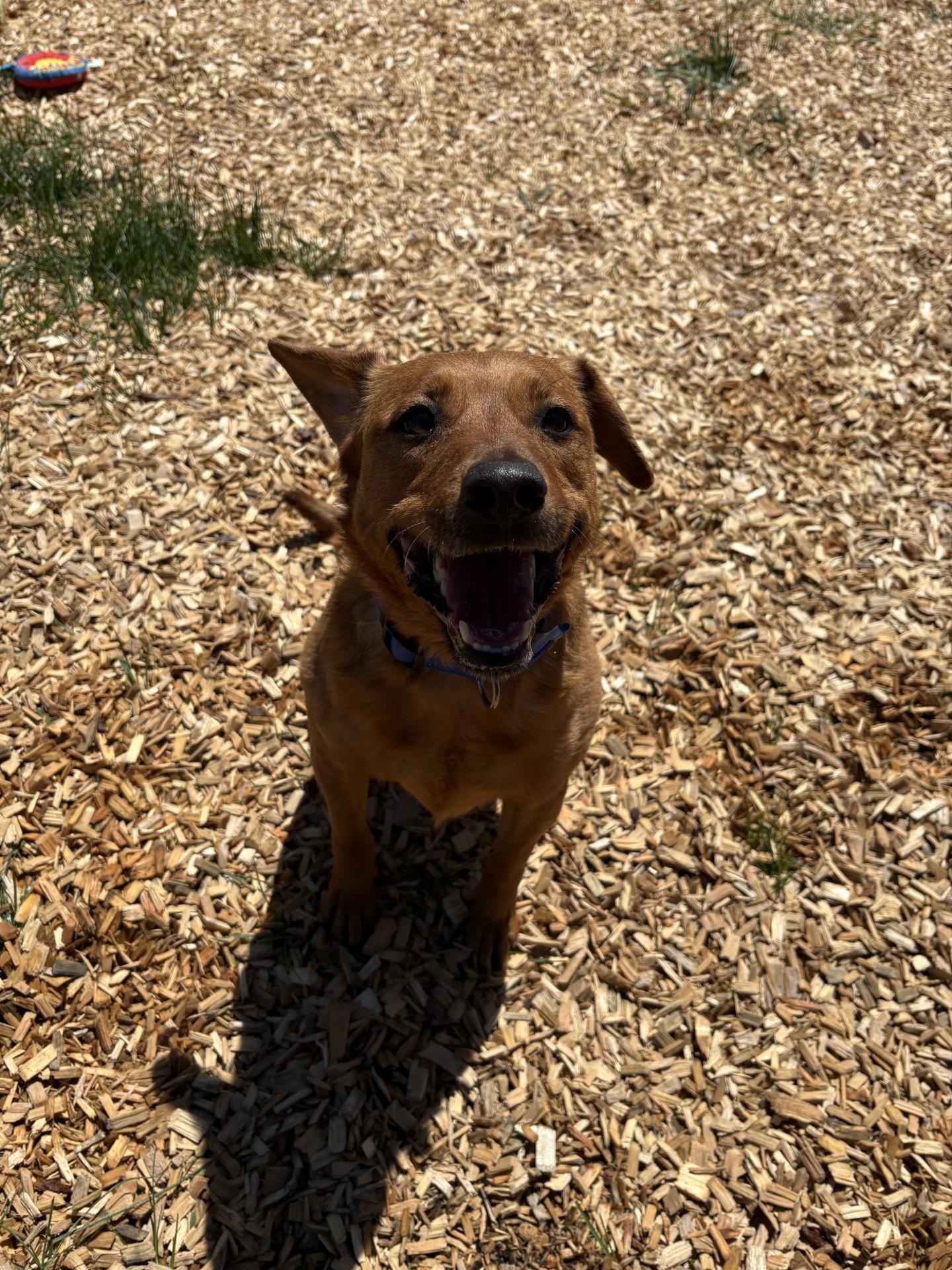 Enlarge Chewy, a ADOPTABLE mixed breed in West Warwick, RI image 3/3