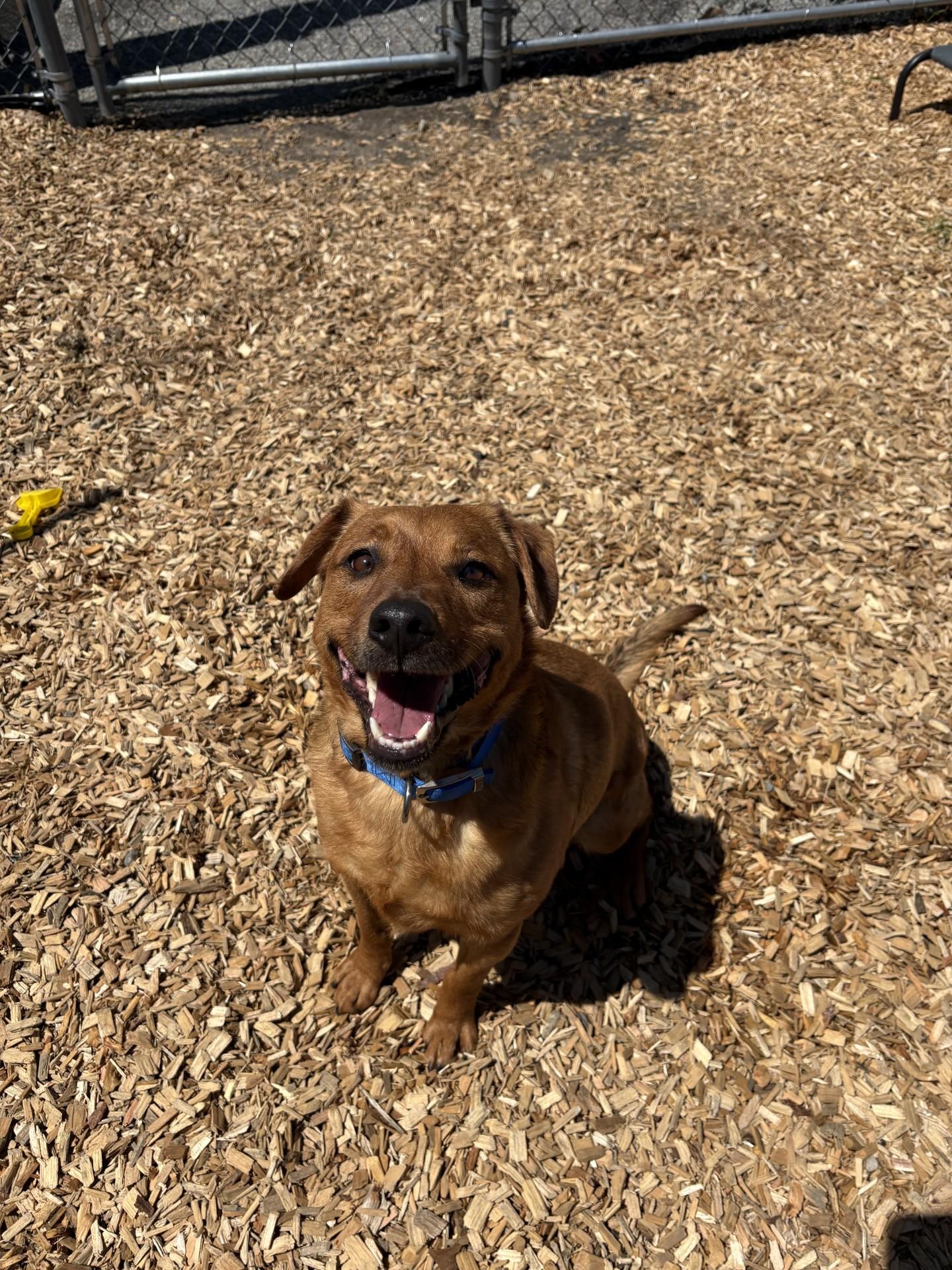 Chewy, ADOPTABLE, Young Male Beagle.