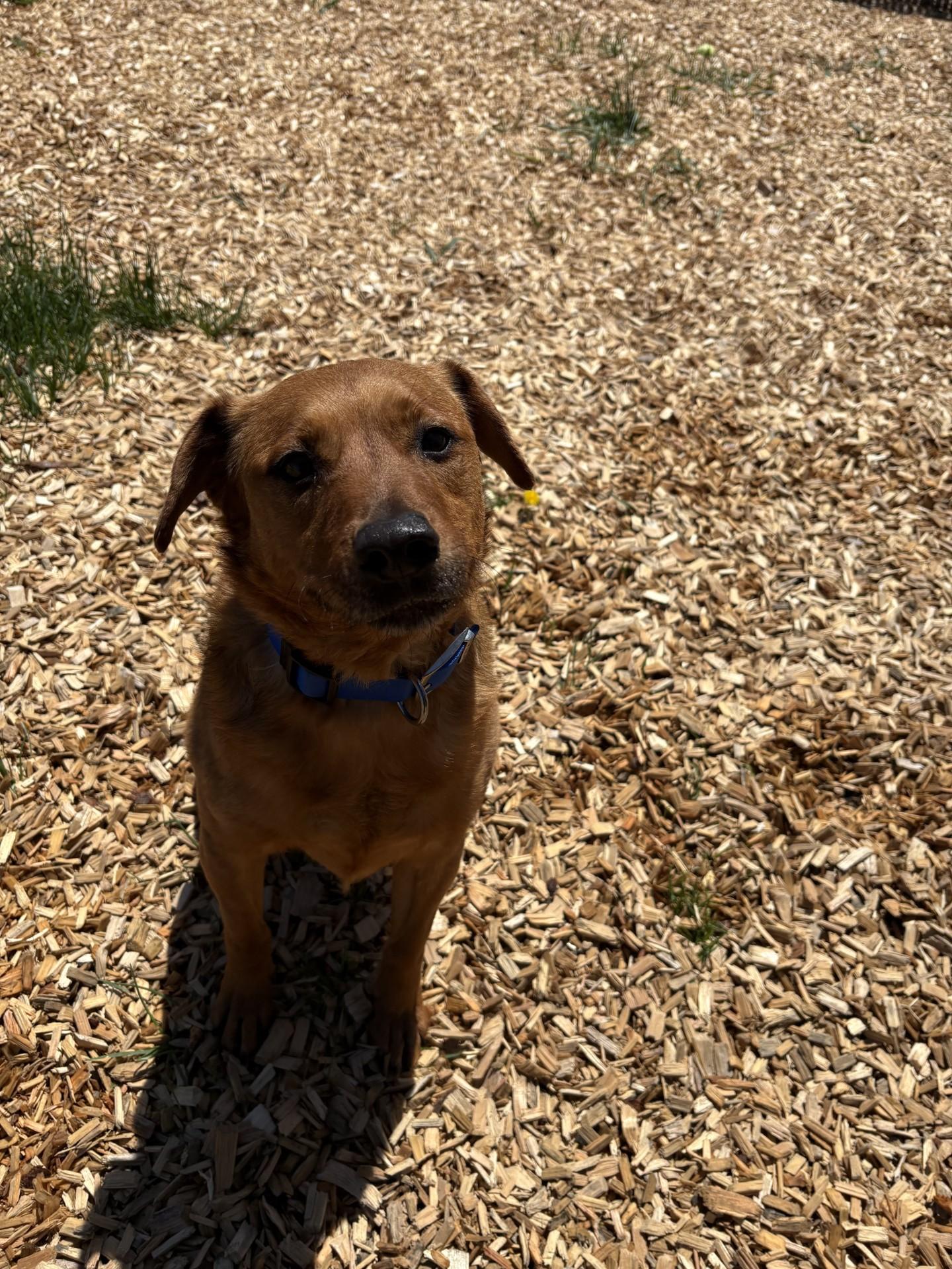 Enlarge Chewy, a ADOPTABLE mixed breed in West Warwick, RI image 2/3