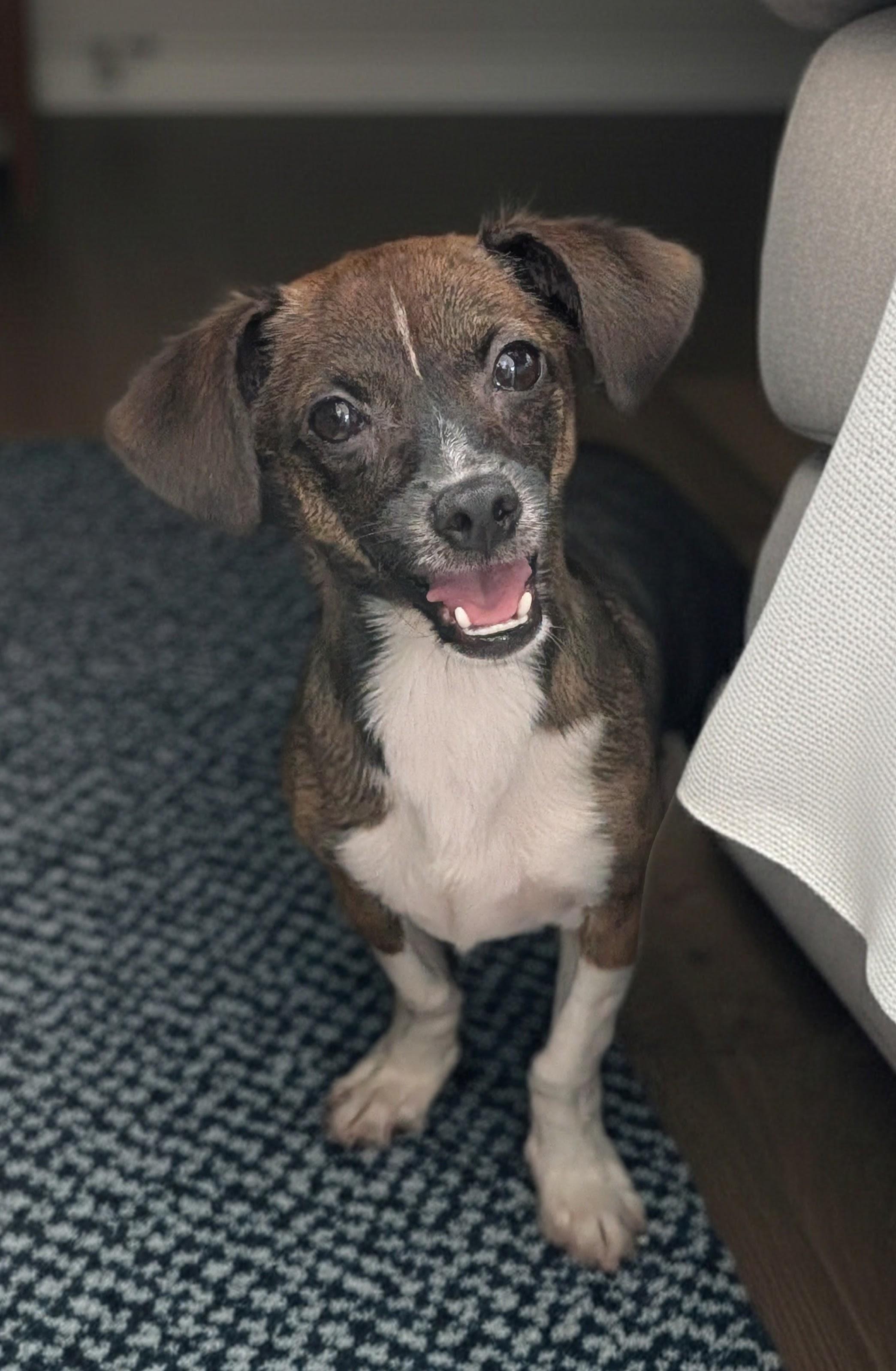 Boop, Adoptable, Young Female Chihuahua & Miniature Dachshund.
