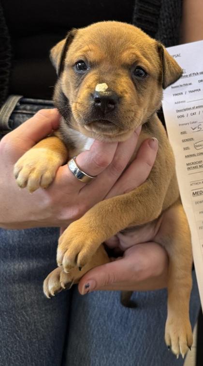 Enlarge #3, a Adoptable mixed breed in Port Allen, LA image 1/2