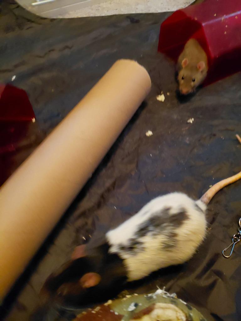 Sparkler, Adoptable, Young Male Rat.