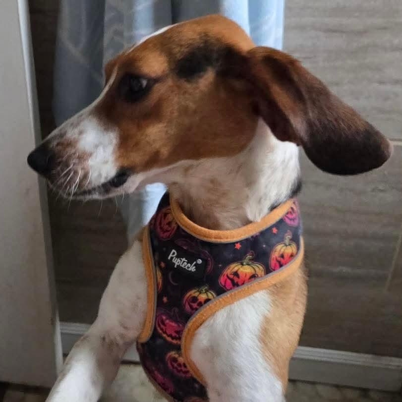 Enlarge Slinky, a ADOPTABLE Beagle in Mount Bethel, PA image 3/3