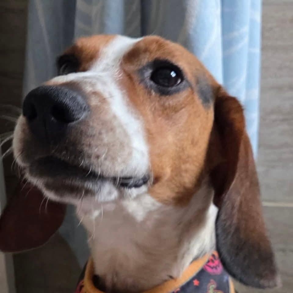 Slinky, ADOPTABLE, Adult Male Beagle.