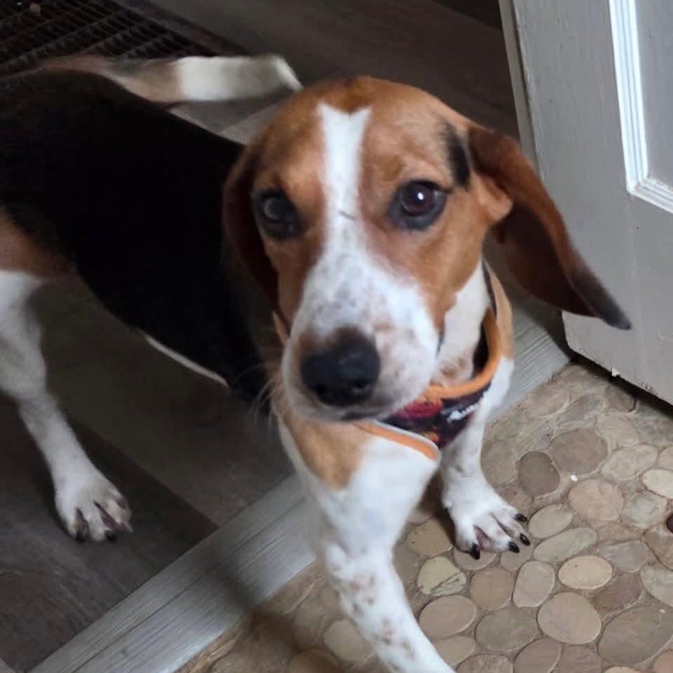 Enlarge Slinky, a ADOPTABLE Beagle in Mount Bethel, PA image 2/3