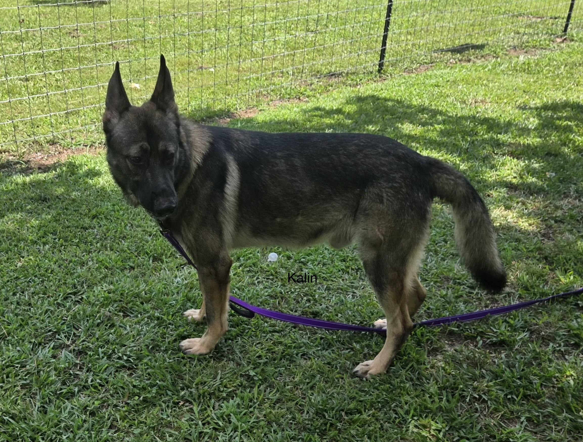 Kalin, a ADOPTABLE German Shepherd Dog in Rome, GA image 2/2