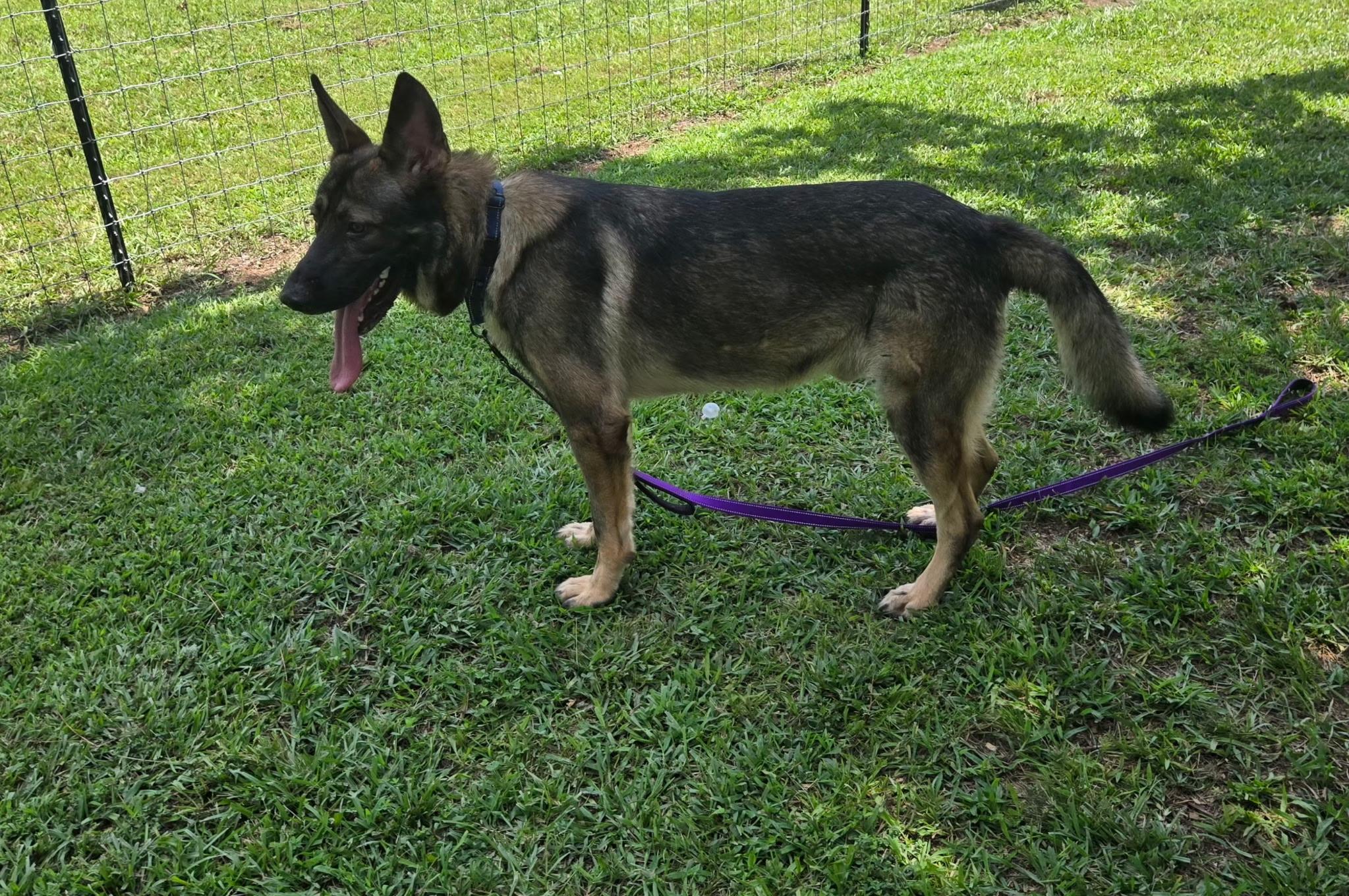 Kalin, ADOPTABLE, Adult Male German Shepherd Dog.