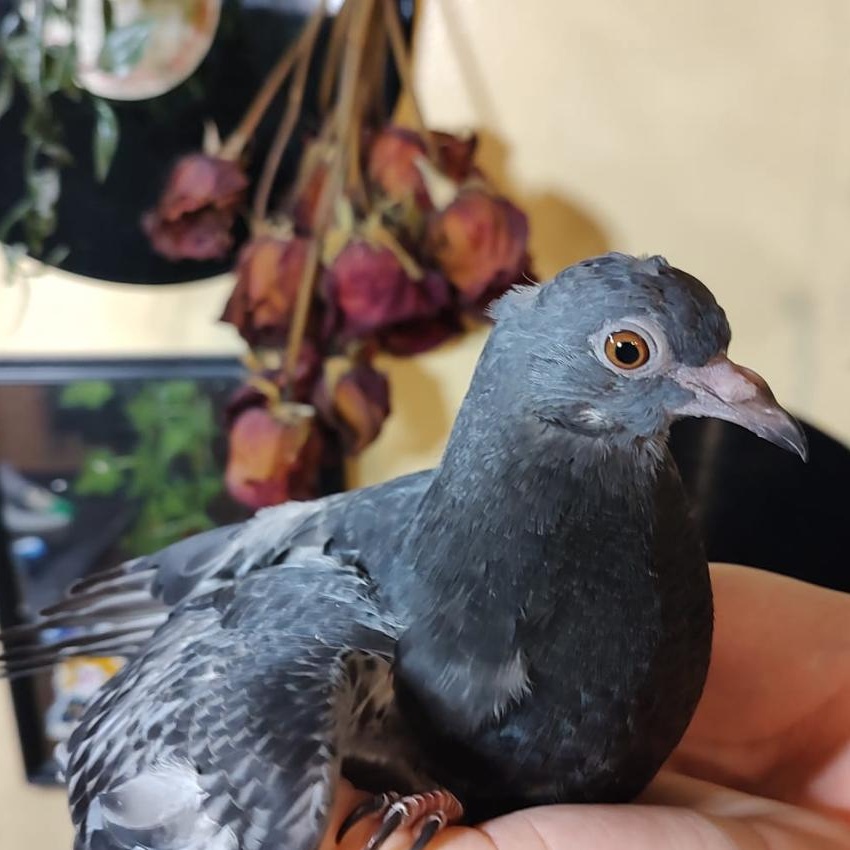 Enlarge Peanut, a Adoptable Pigeon in Chicago, IL image 2/3