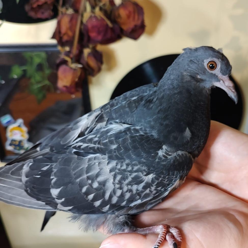 Enlarge Peanut, a Adoptable Pigeon in Chicago, IL image 3/3