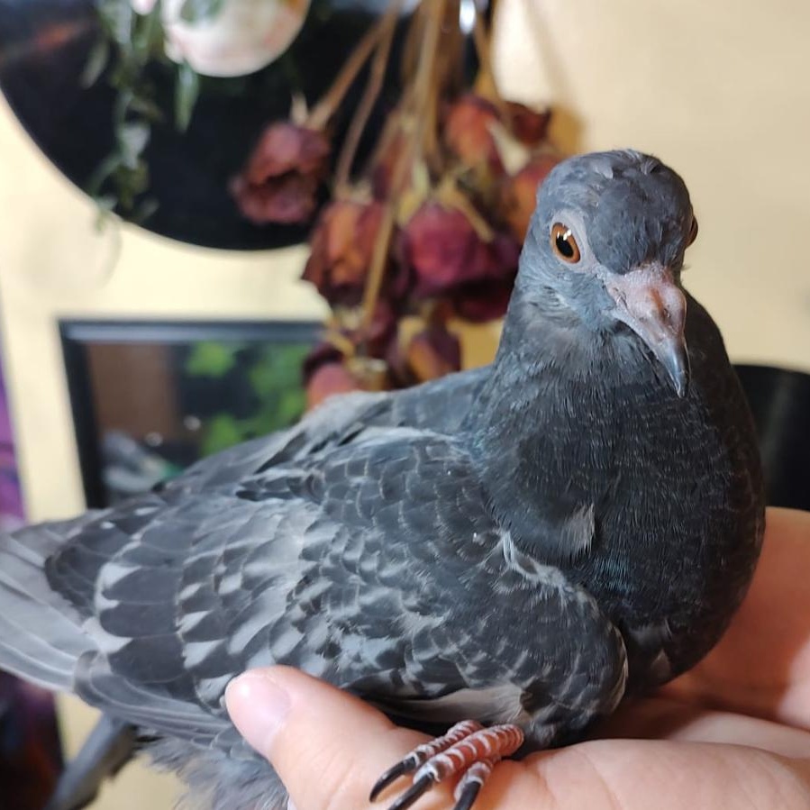 Enlarge Peanut, a Adoptable Pigeon in Chicago, IL image 1/3