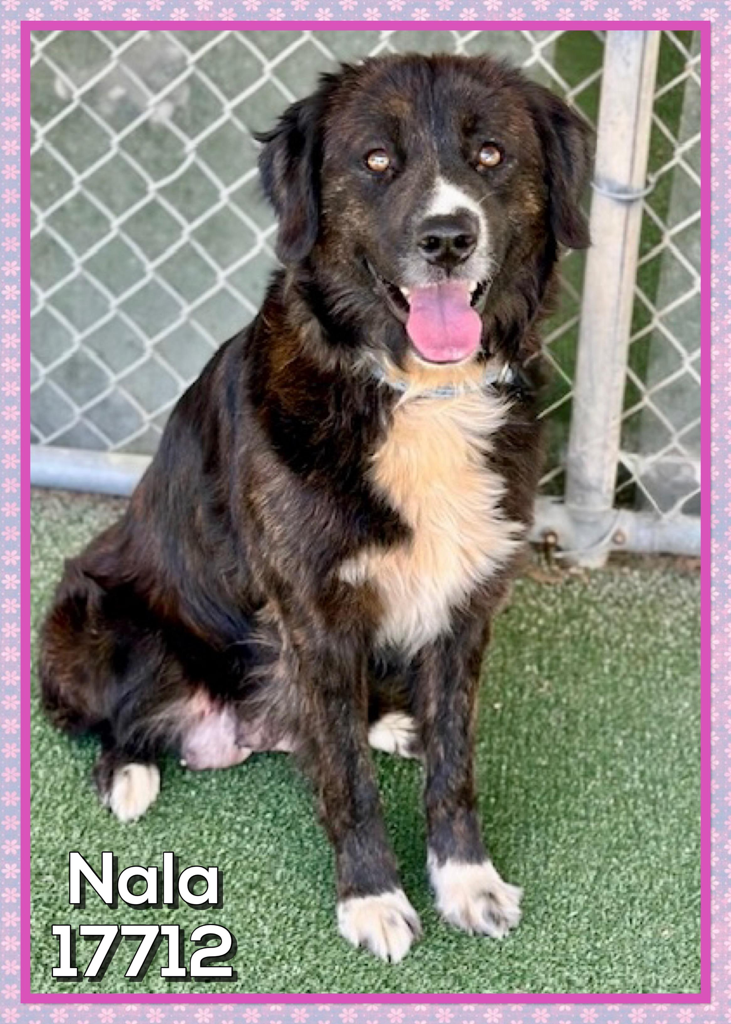 NALA, adoptable, Adult Female Border Collie.