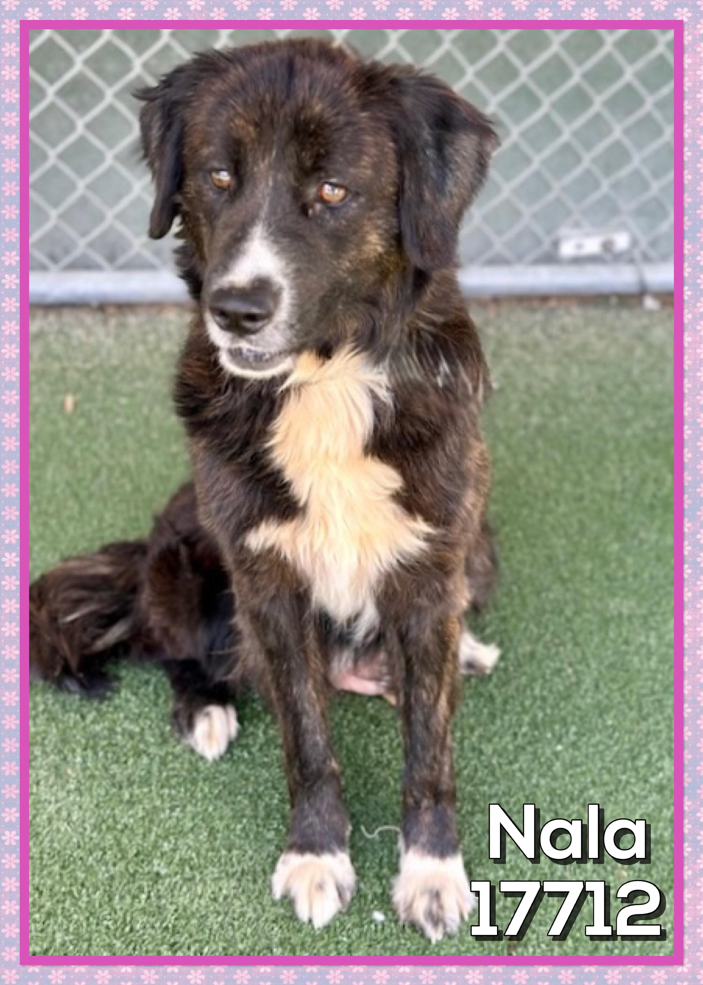 NALA, an adoptable mixed breed in Marietta, GA image 5/5