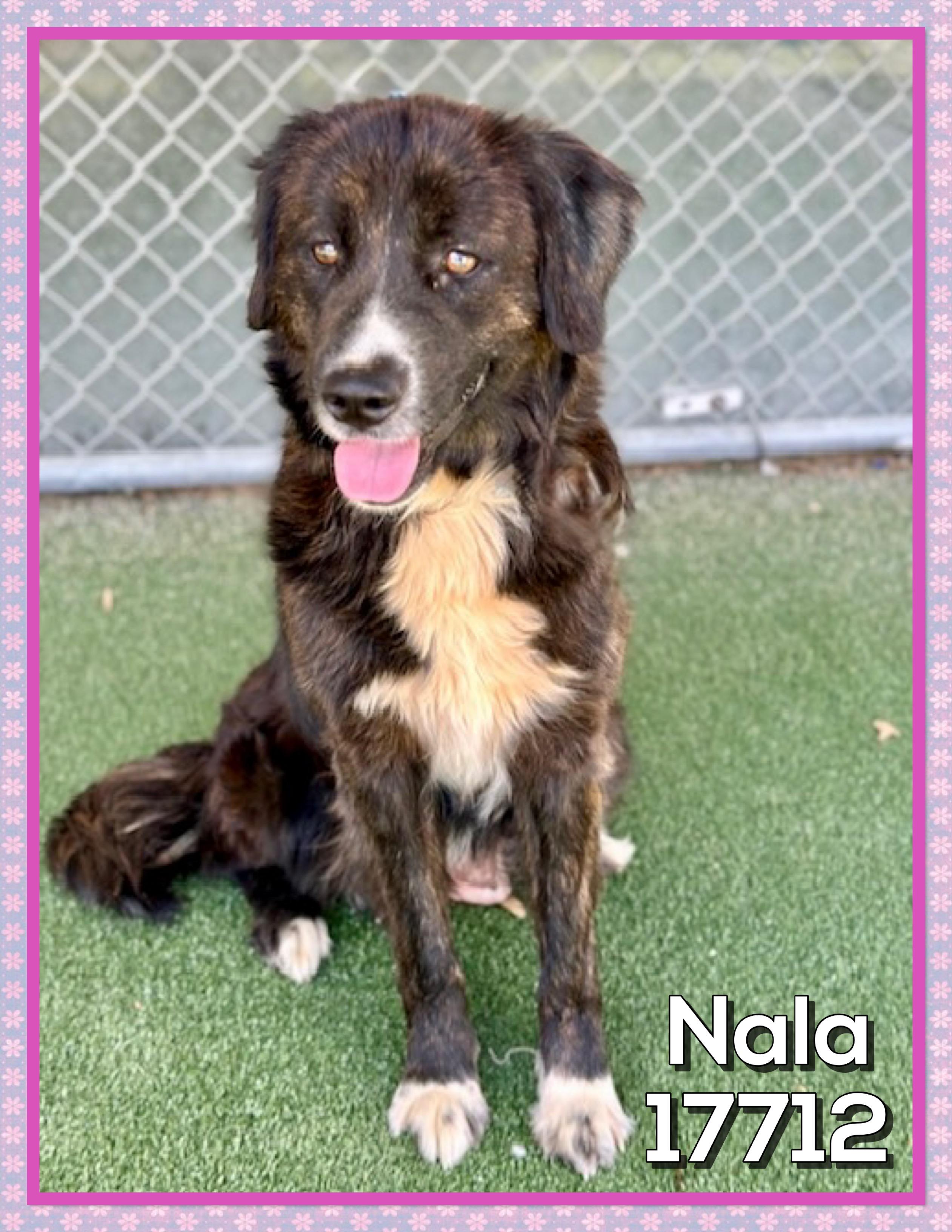 NALA, an adoptable mixed breed in Marietta, GA image 2/5