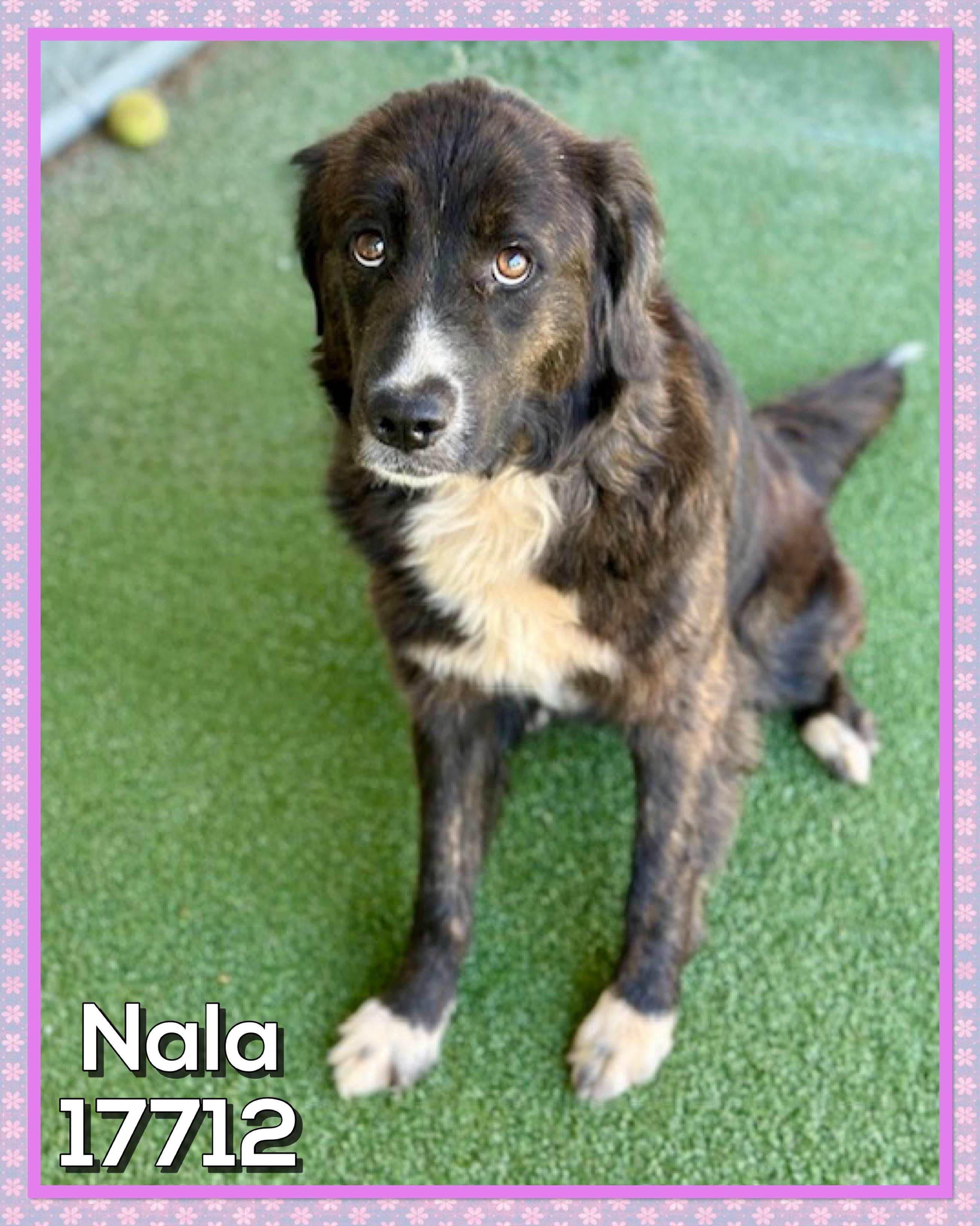 NALA, an adoptable mixed breed in Marietta, GA image 3/5