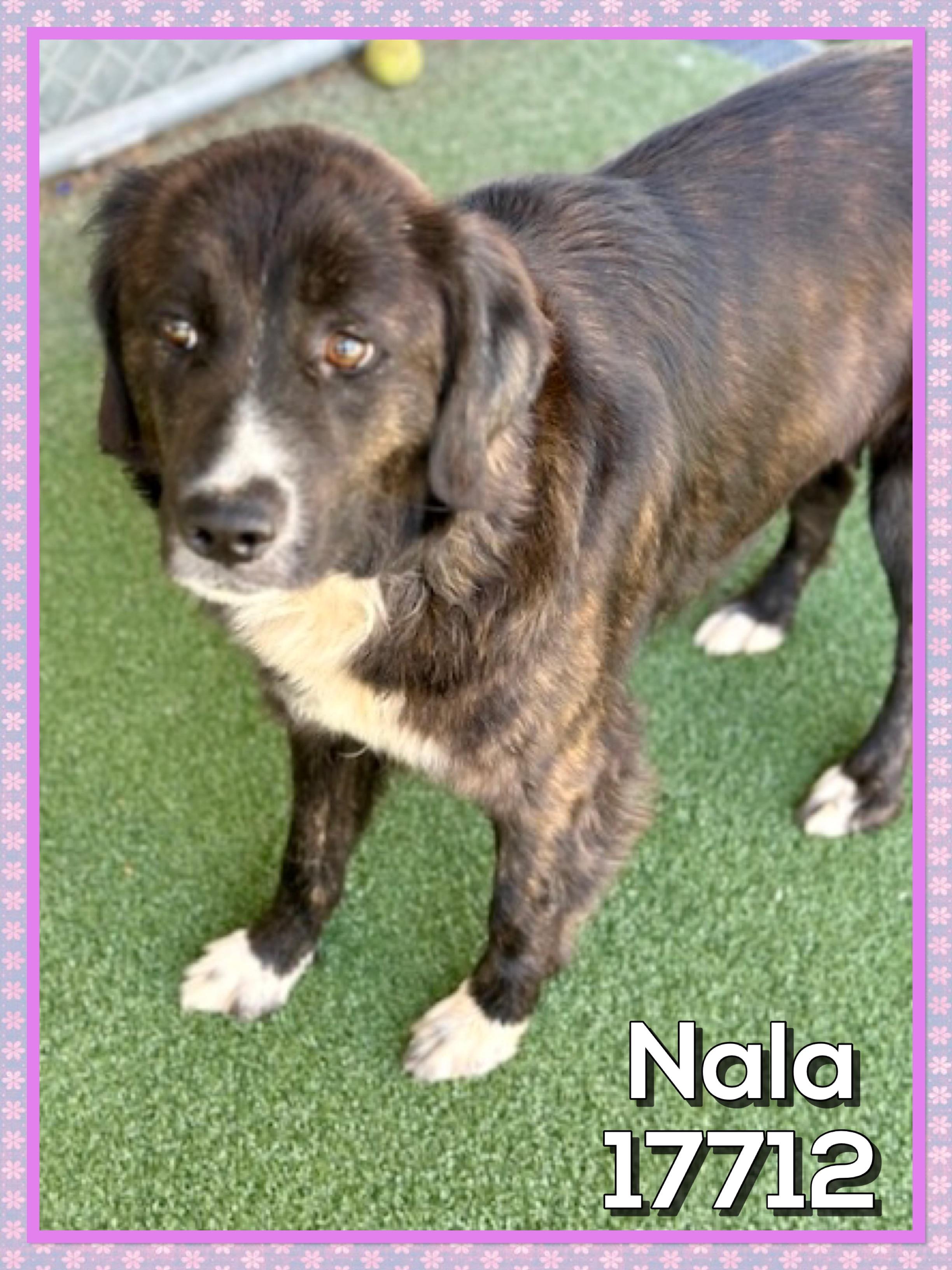 NALA, an adoptable mixed breed in Marietta, GA image 4/5