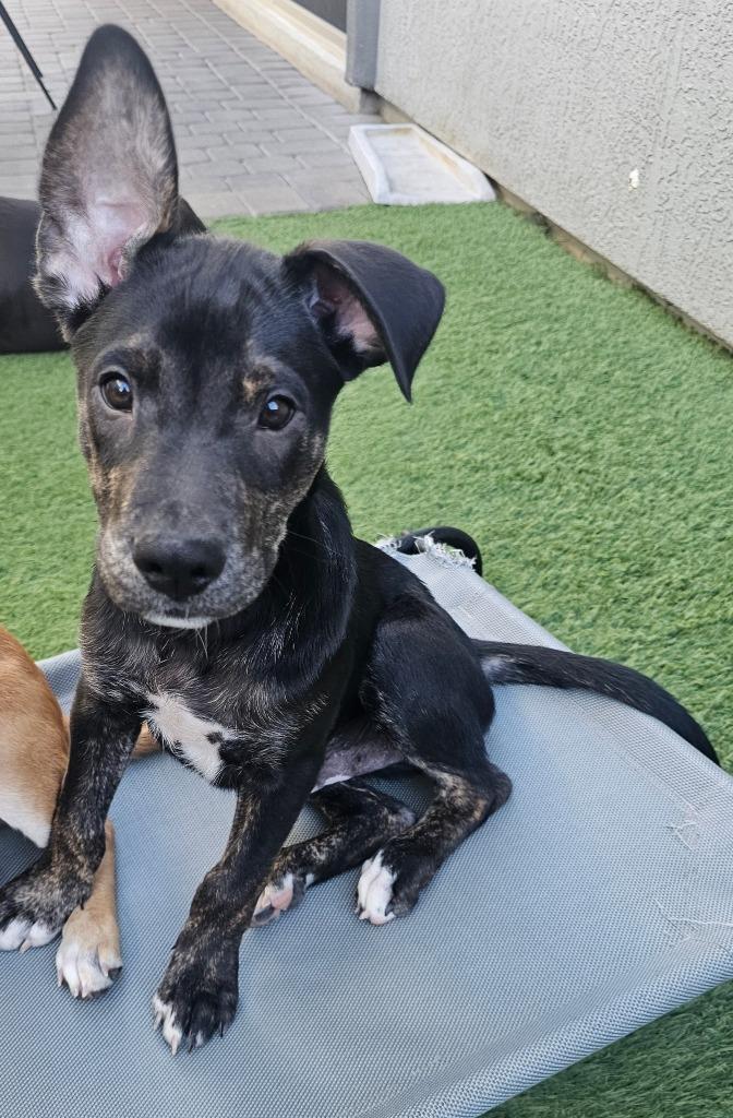 David, Adoptable, Puppy Male Labrador Retriever.