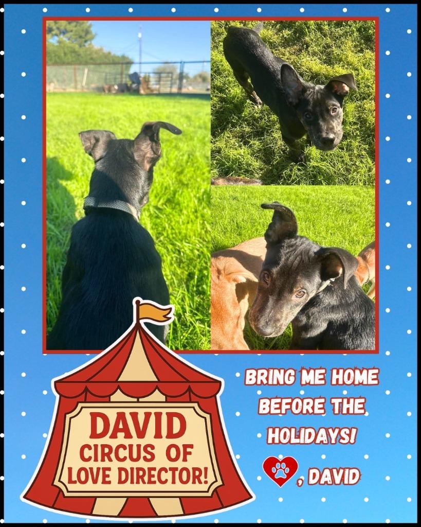Enlarge David, a Adoptable mixed breed in Mesa, AZ image 2/6