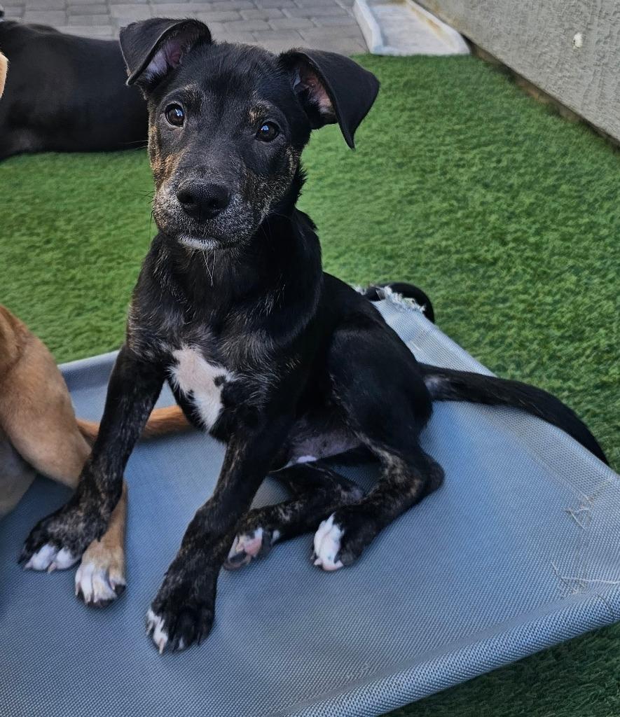 Enlarge David, a Adoptable mixed breed in Mesa, AZ image 3/6