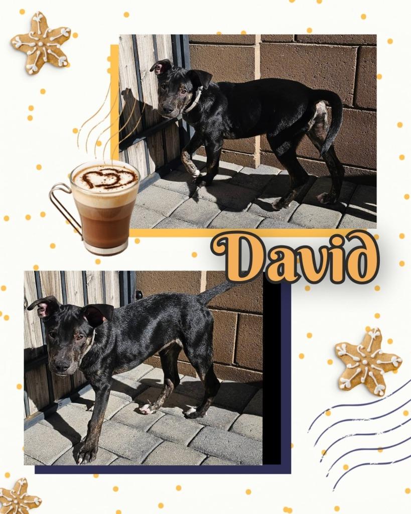 Enlarge David, a Adoptable mixed breed in Mesa, AZ image 4/6