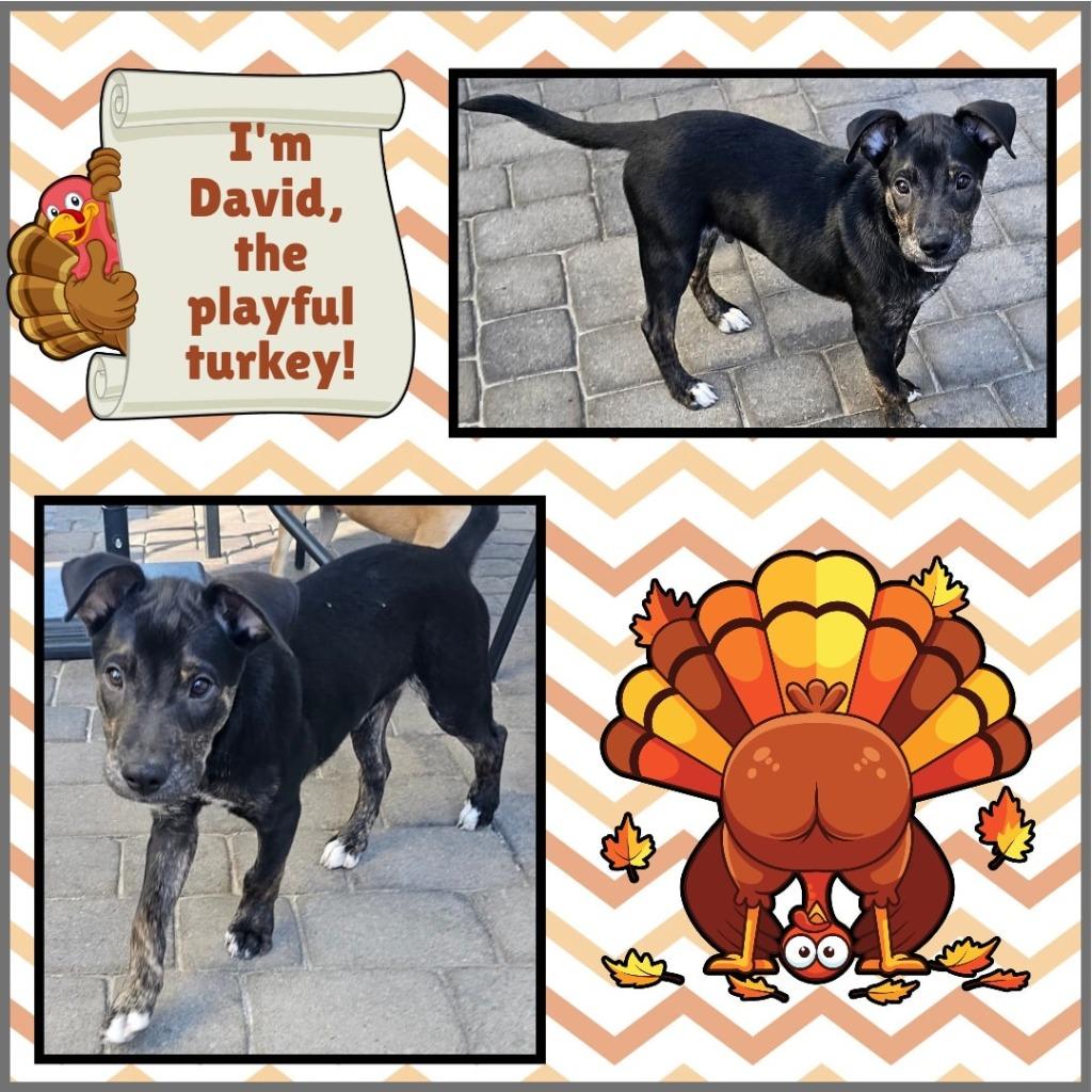 Enlarge David, a Adoptable mixed breed in Mesa, AZ image 5/6