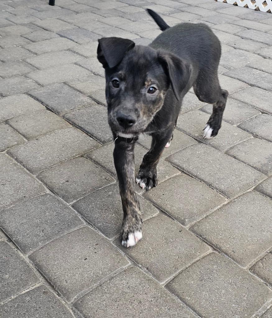 Enlarge David, a Adoptable mixed breed in Mesa, AZ image 6/6