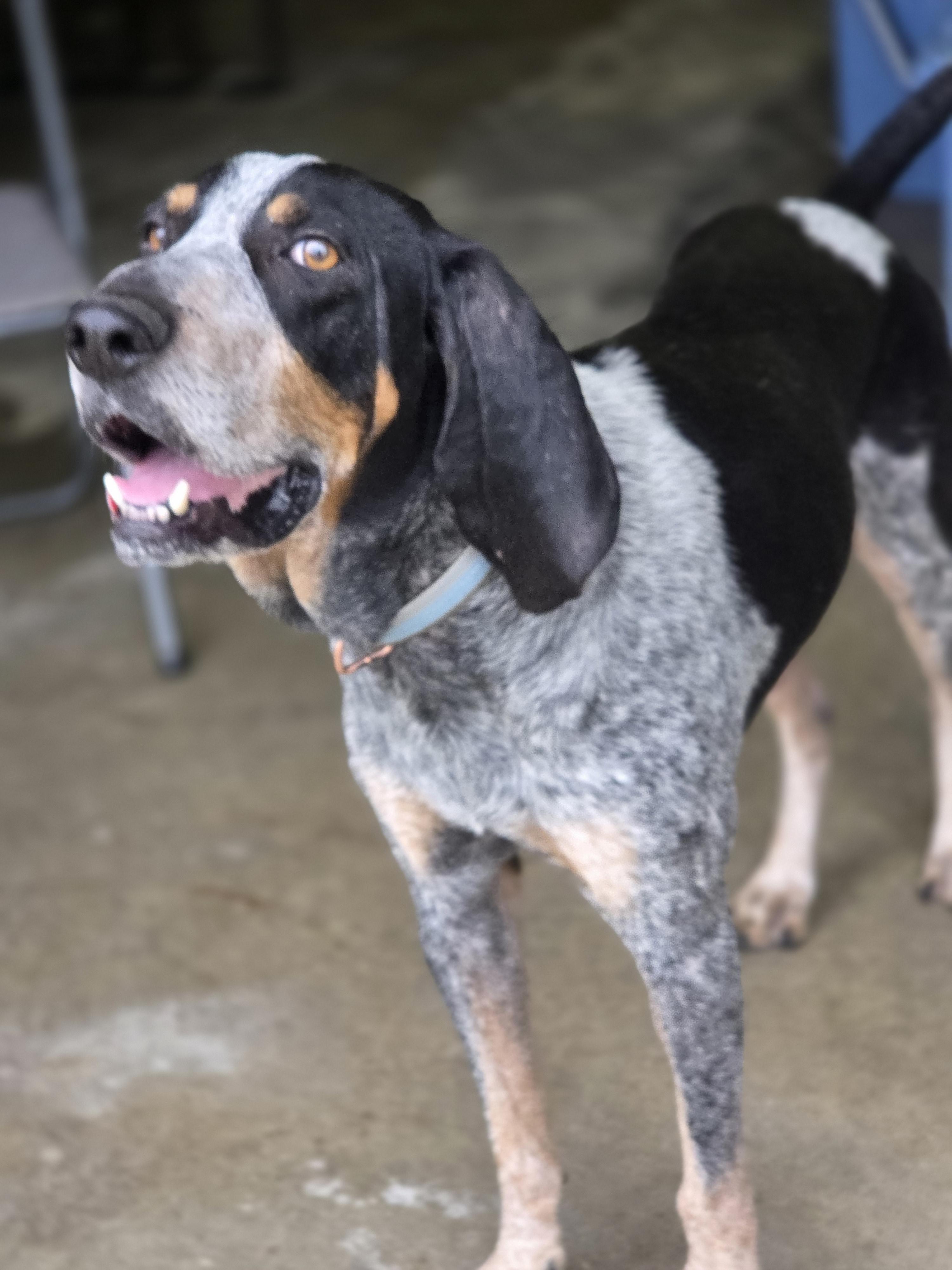 Enlarge True Blue, a Adoptable Bluetick Coonhound in TULSA, OK image 1/6