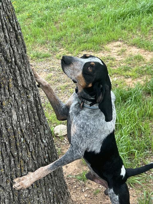 True Blue, Adoptable, Adult Male Bluetick Coonhound.