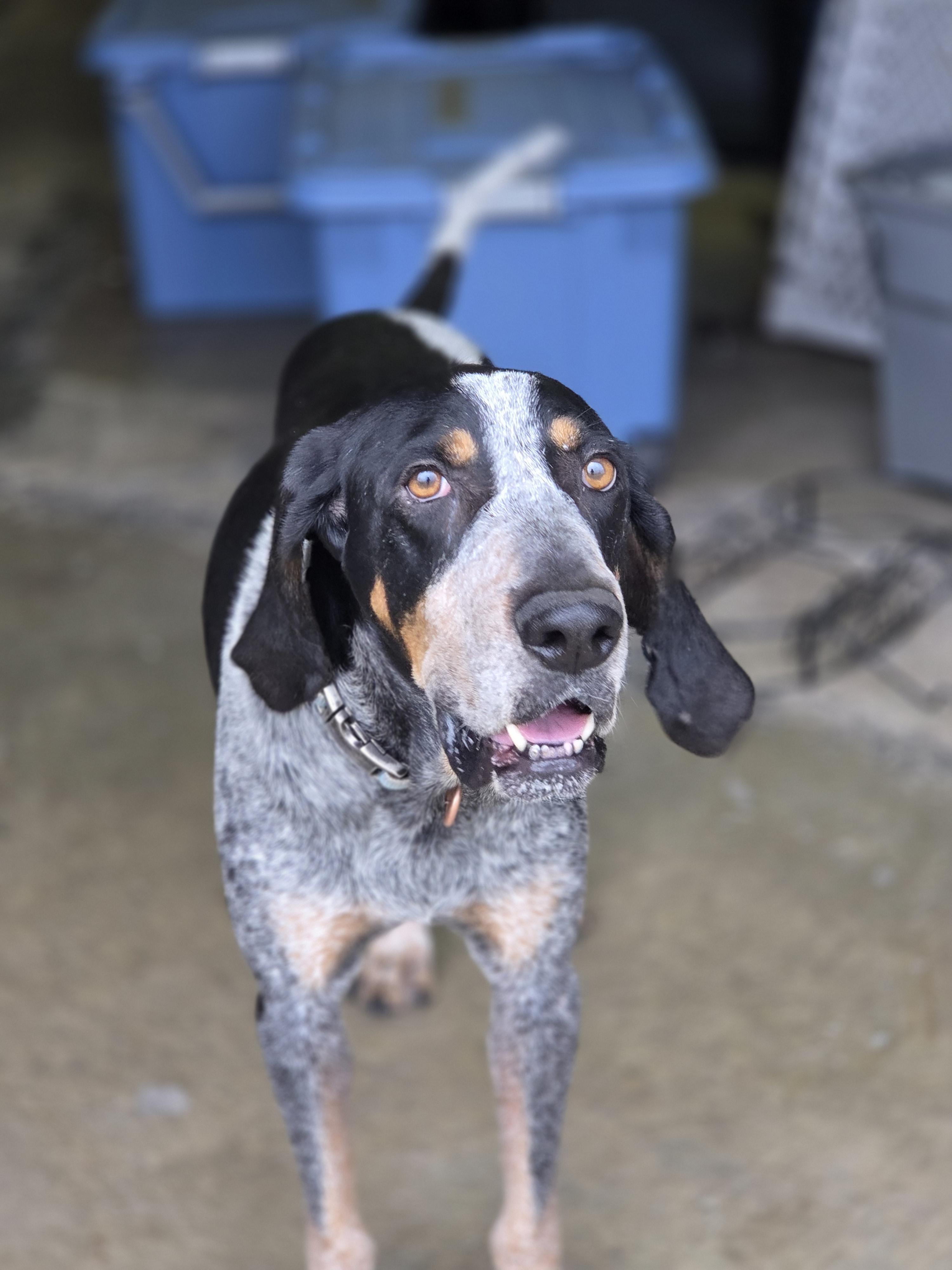 Enlarge True Blue, a Adoptable Bluetick Coonhound in TULSA, OK image 3/6