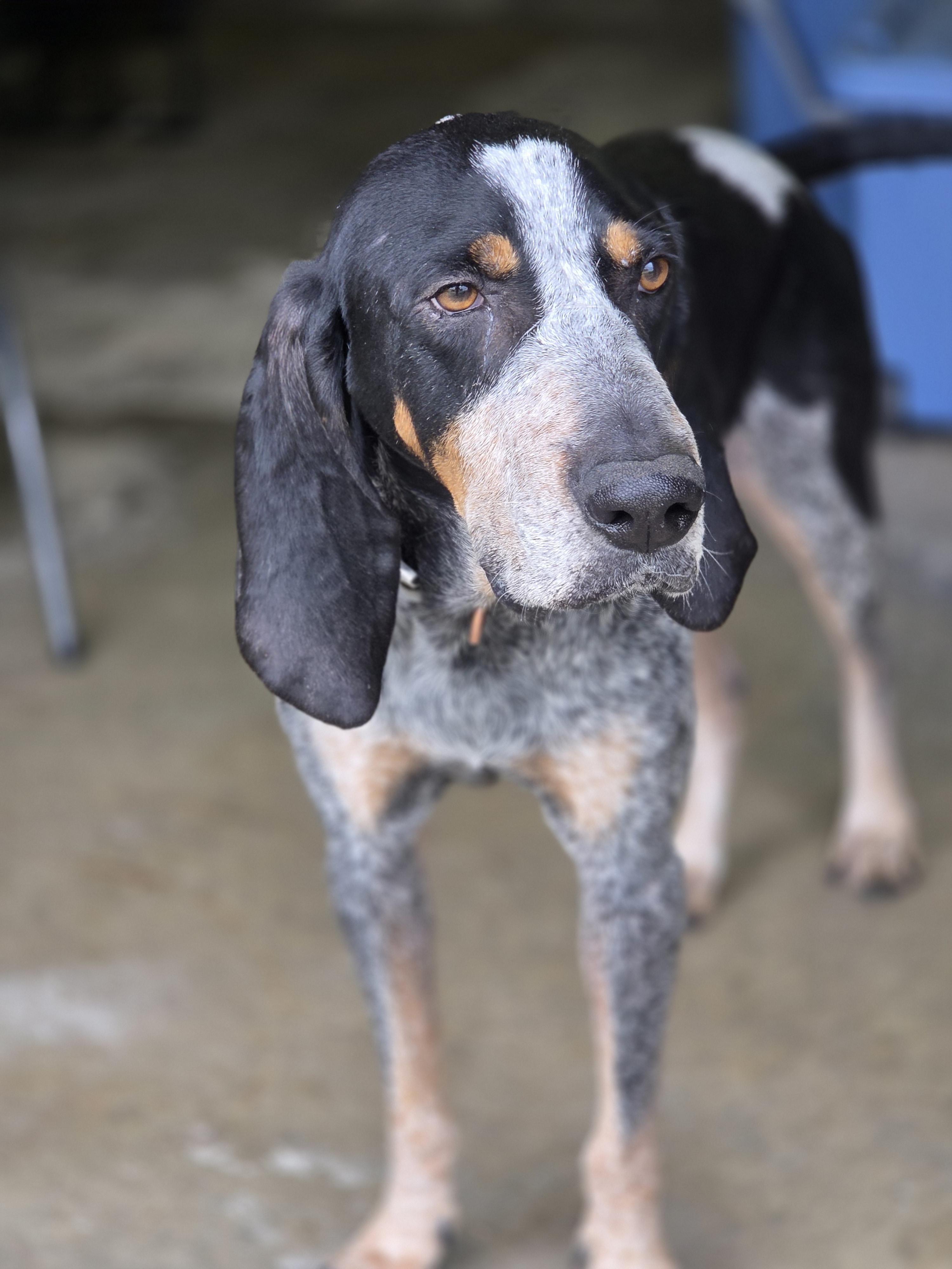 Enlarge True Blue, a Adoptable Bluetick Coonhound in TULSA, OK image 4/6