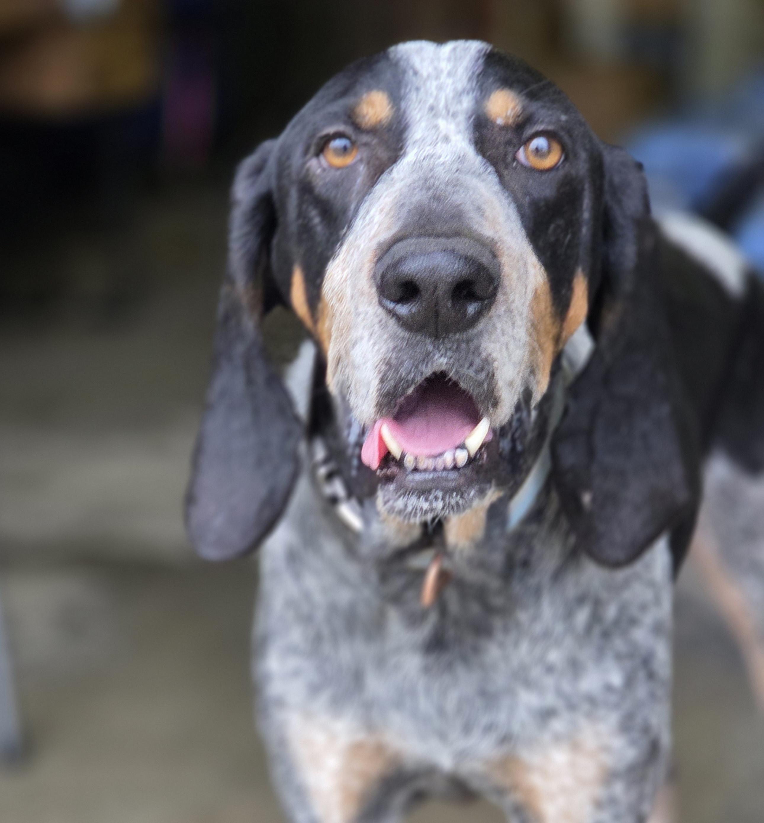 Enlarge True Blue, a Adoptable Bluetick Coonhound in TULSA, OK image 5/6